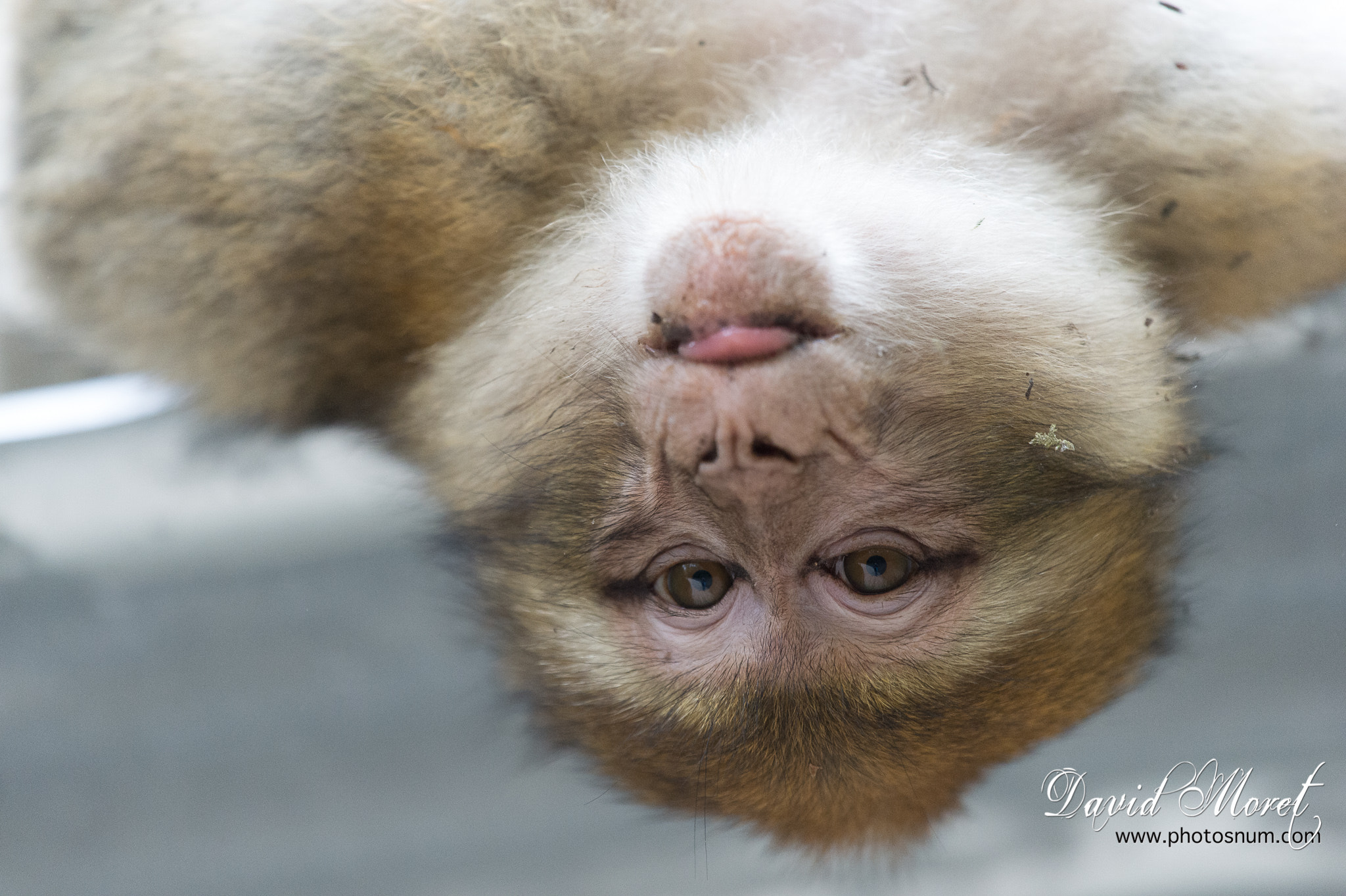 Nikon Nikkor AF-S 300mm F4E PF ED VR sample photo. Terre de singes photography