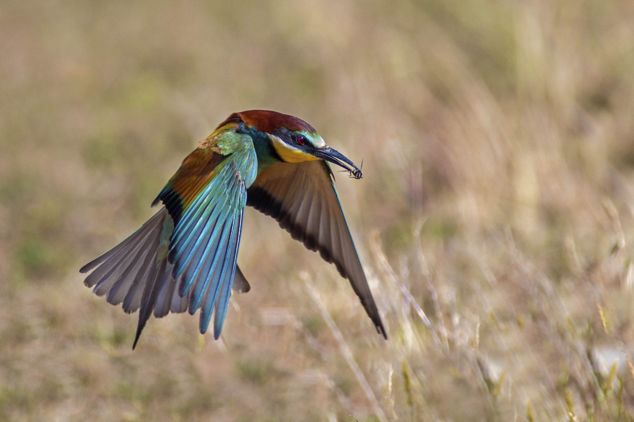 Canon EOS 70D sample photo. Bee eater photography