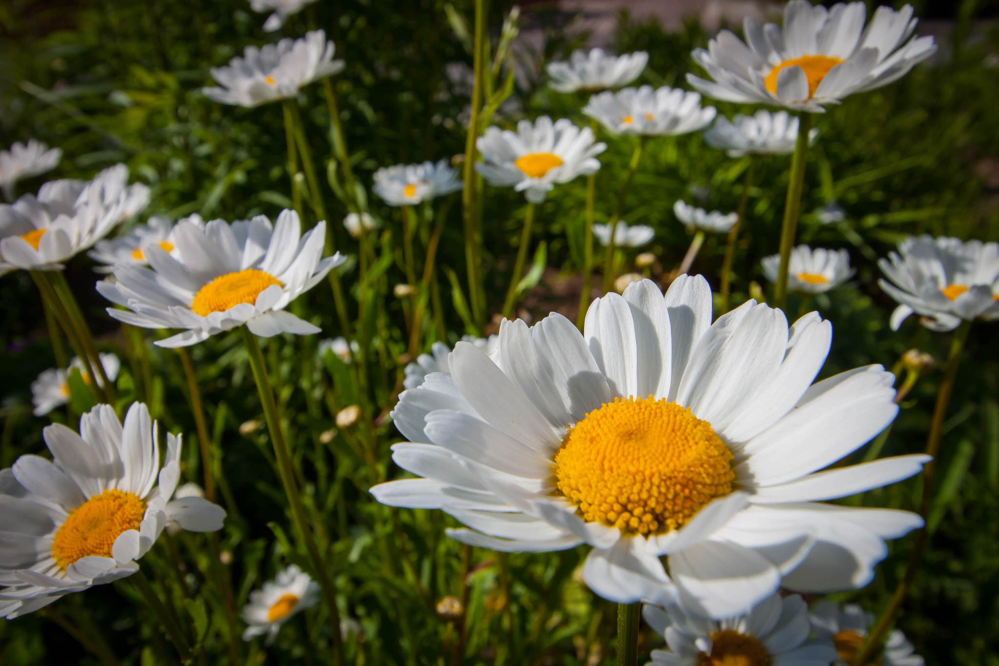 Canon EOS 500D (EOS Rebel T1i / EOS Kiss X3) sample photo. Summer photography