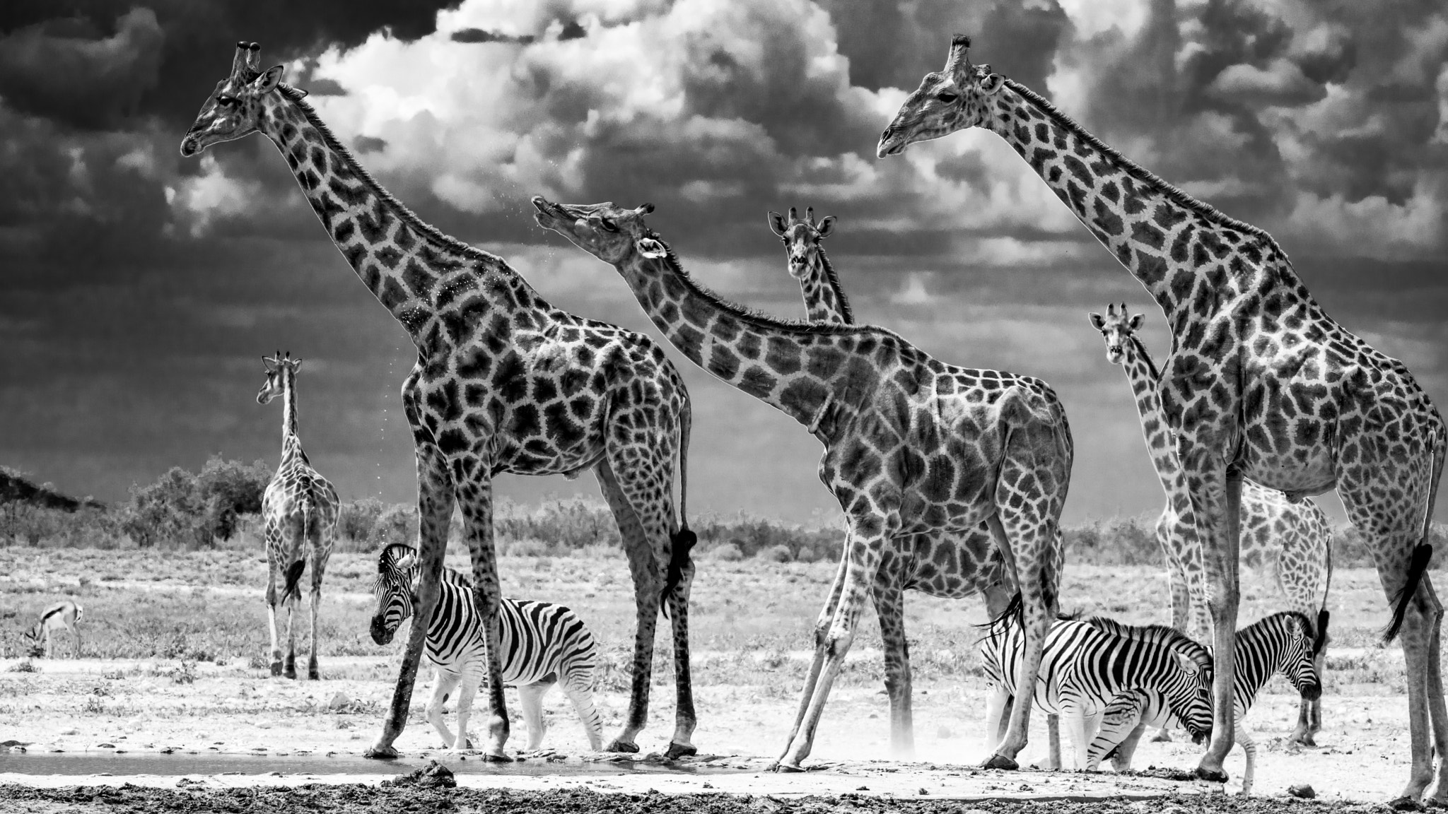 Nikon D810 sample photo. Giraffes and zebras photography