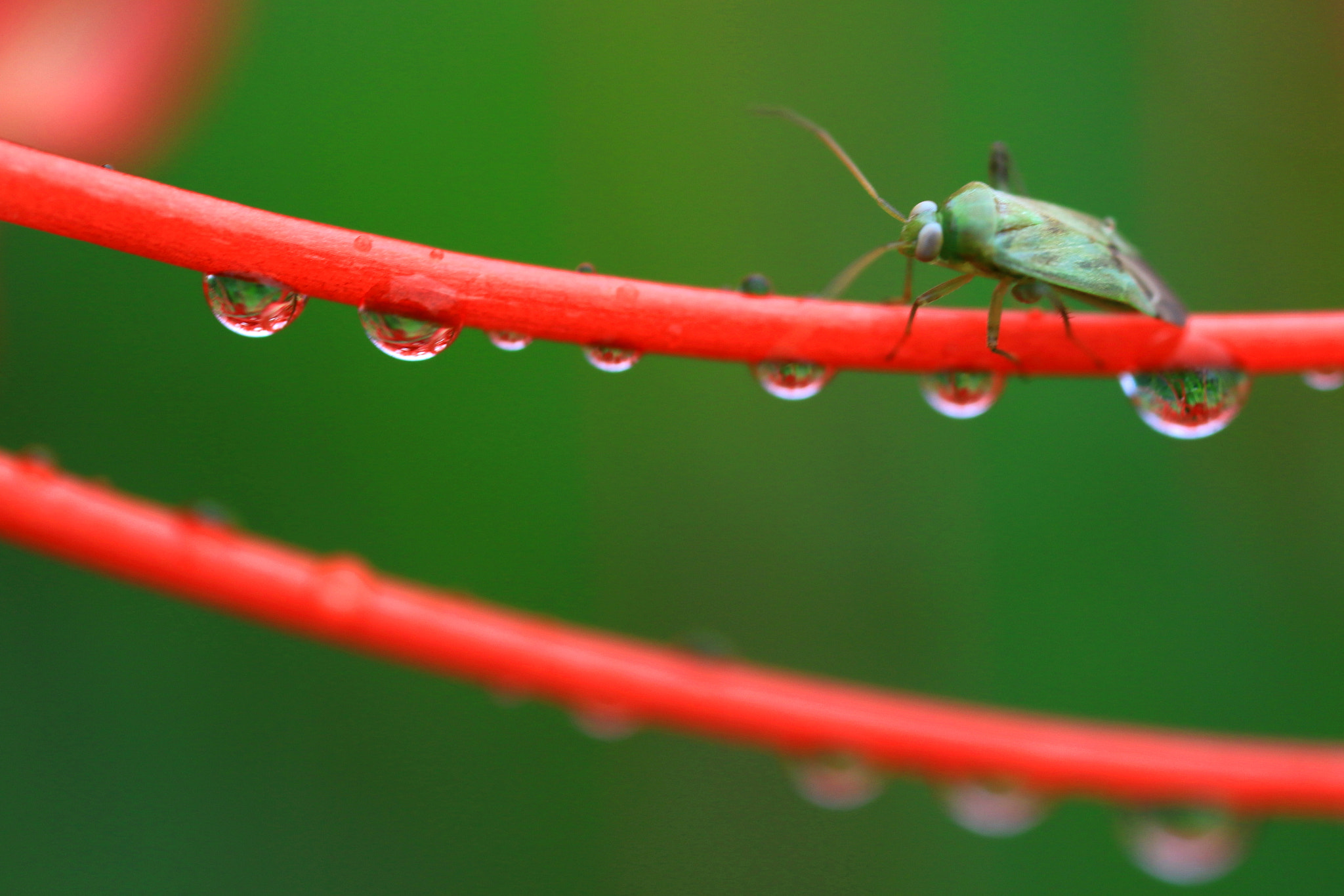 Canon MP-E 65mm F2.5 1-5x Macro Photo sample photo. After the rain photography