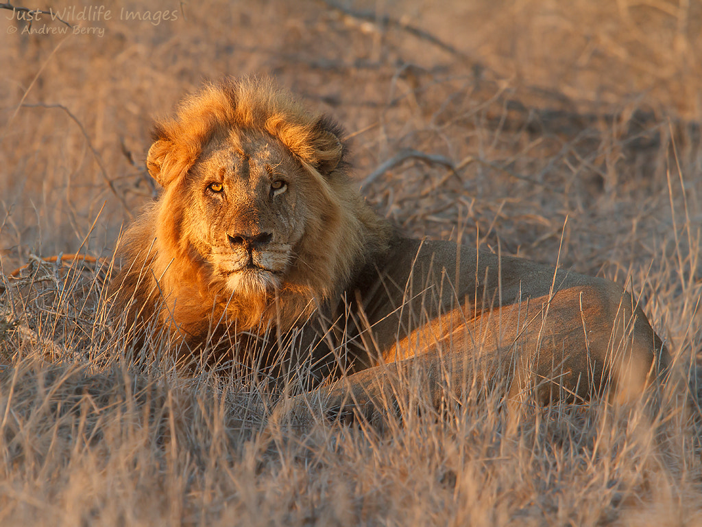 Canon EF 300mm F2.8L IS USM sample photo. Lion at sunrise photography