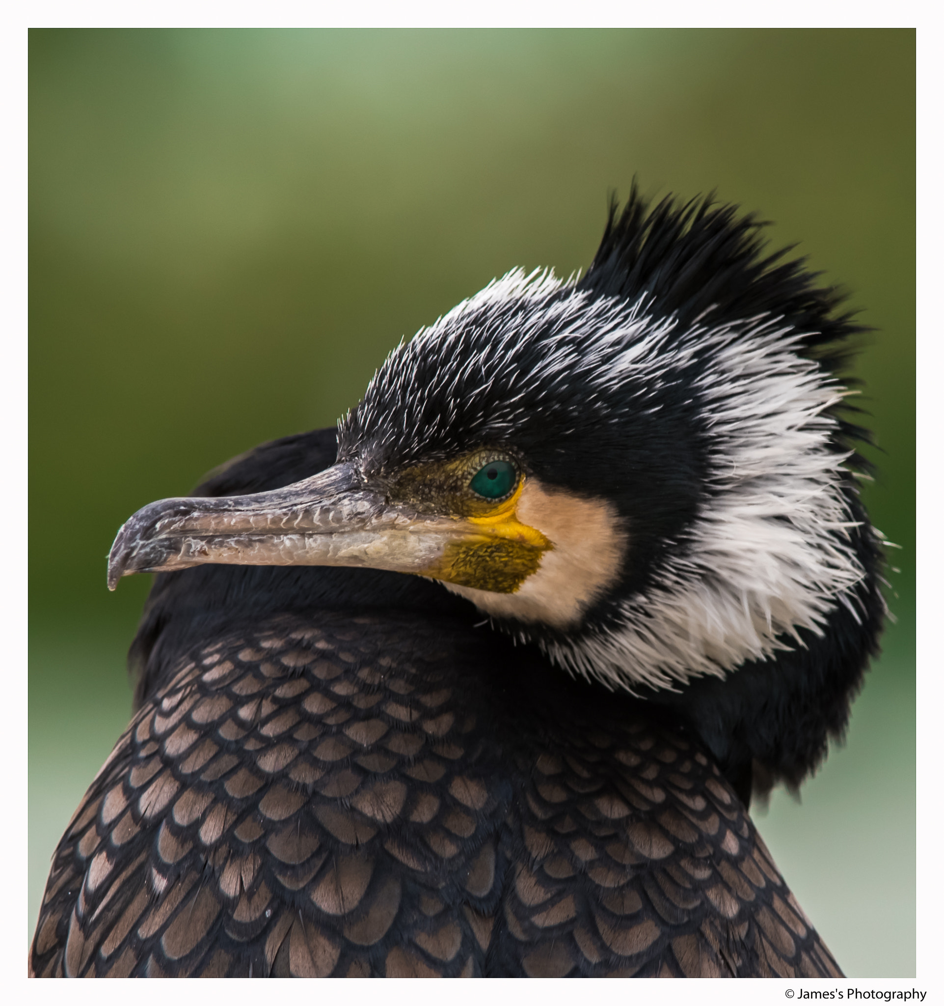 Nikon D750 + Nikon AF-S Nikkor 300mm F4D ED-IF sample photo. Greater cormorant photography