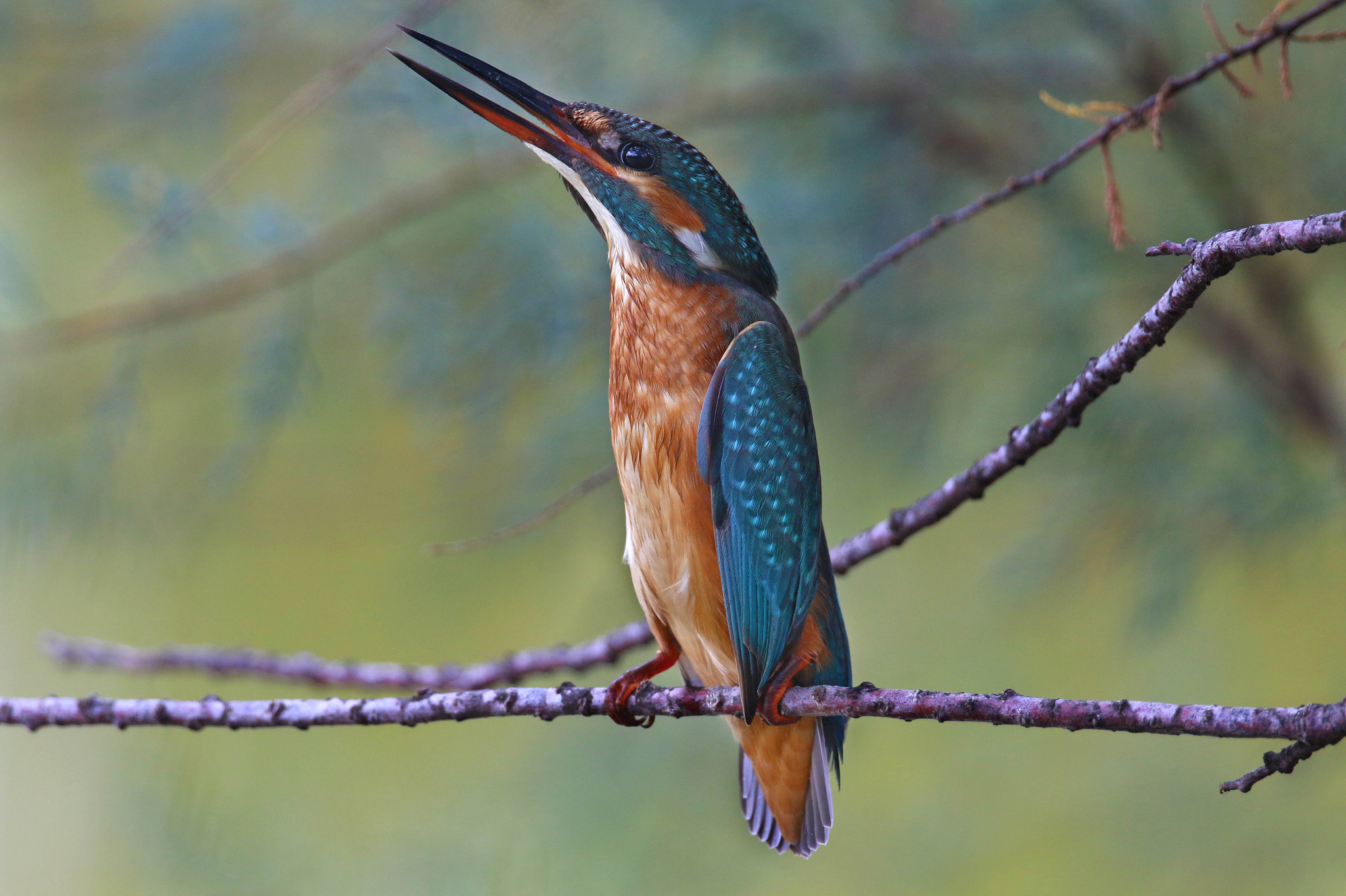 Canon EOS 70D + Canon EF 300mm F2.8L IS II USM sample photo. Kingfisher photography