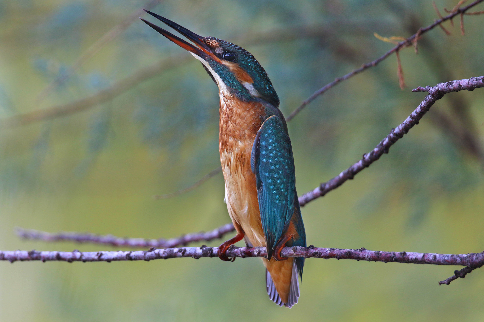 Canon EF 300mm F2.8L IS II USM sample photo. Kingfisher photography