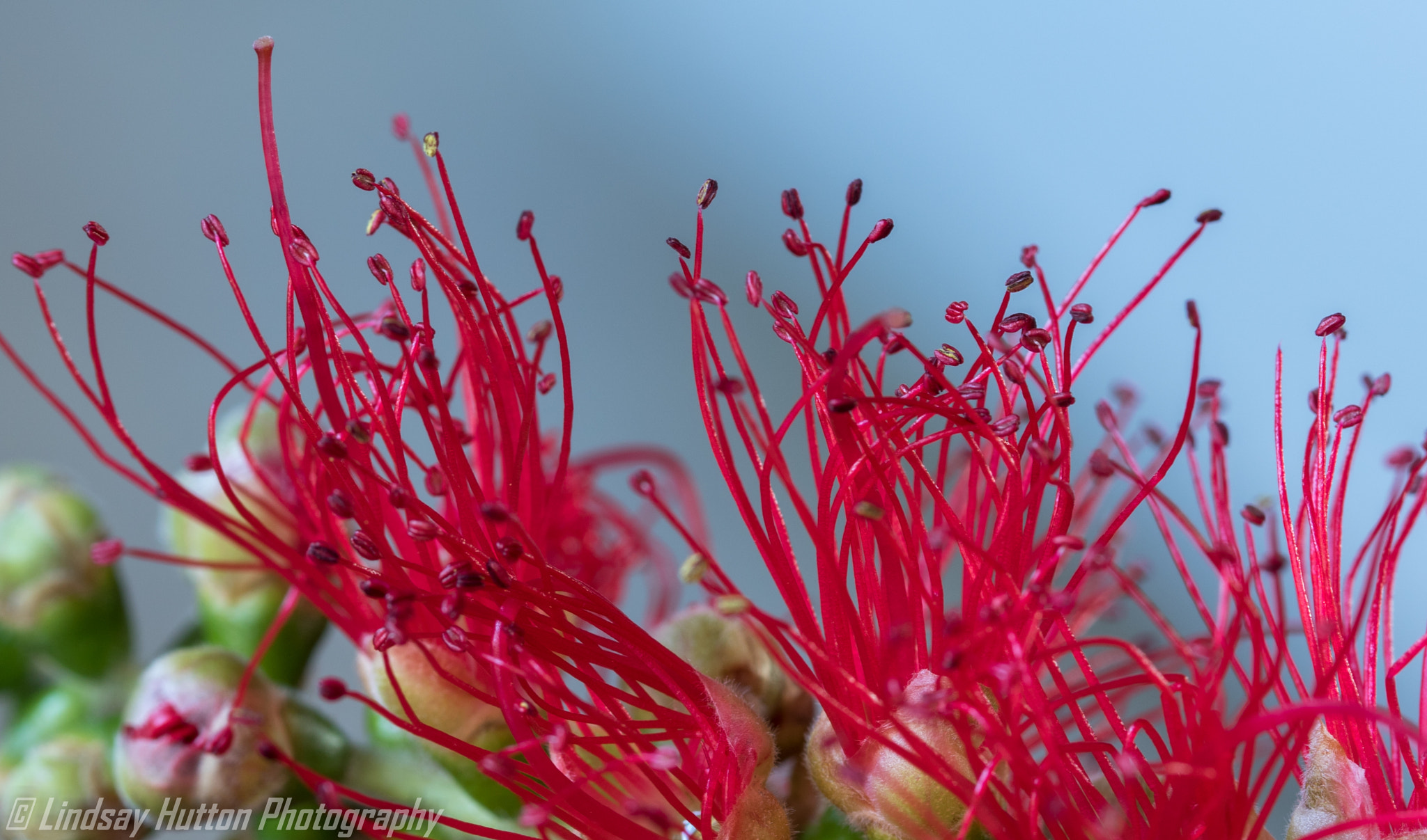 Canon EF 100mm F2.8L Macro IS USM sample photo. Bottlebrush photography