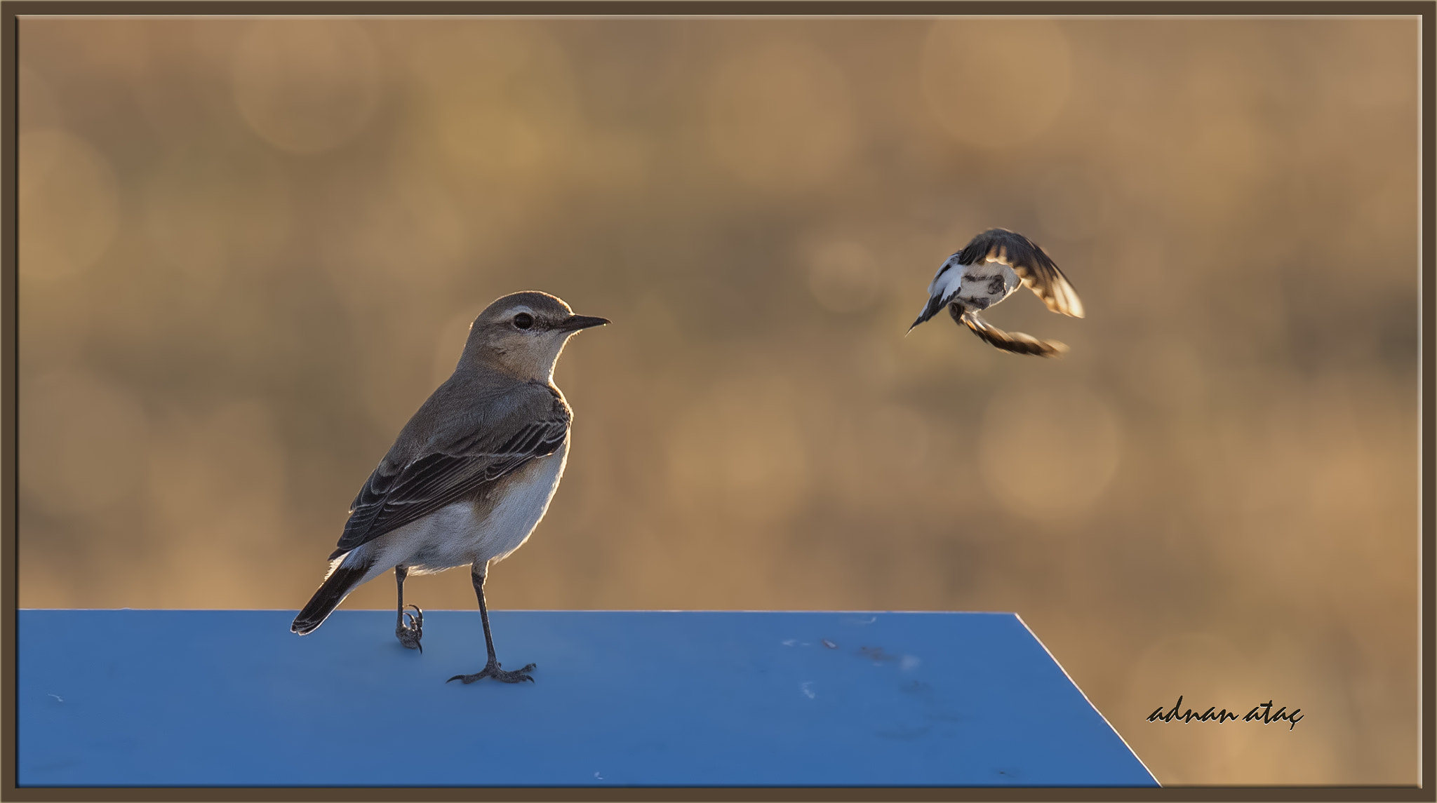 Sigma 150-600mm F5-6.3 DG OS HSM | S sample photo. Kuyrukkakan - northern wheatear - oenanthe oenanthe photography