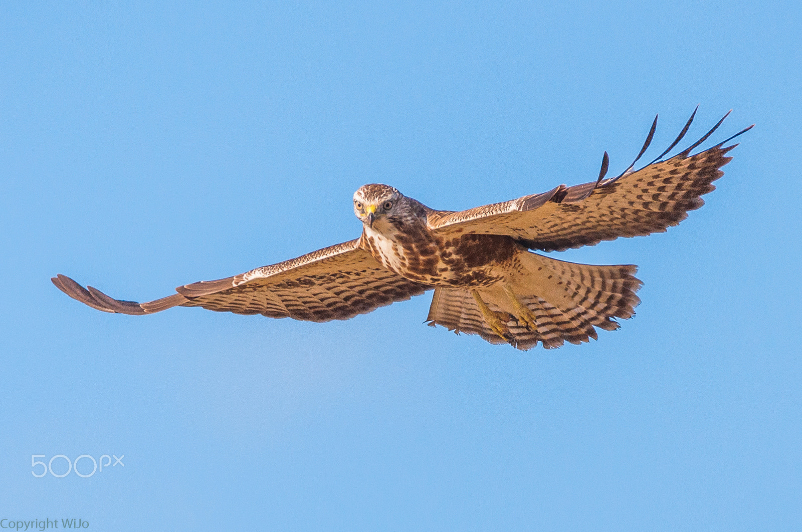 Sigma 150-600mm F5-6.3 DG OS HSM | C sample photo. Buzzard / buizerd photography