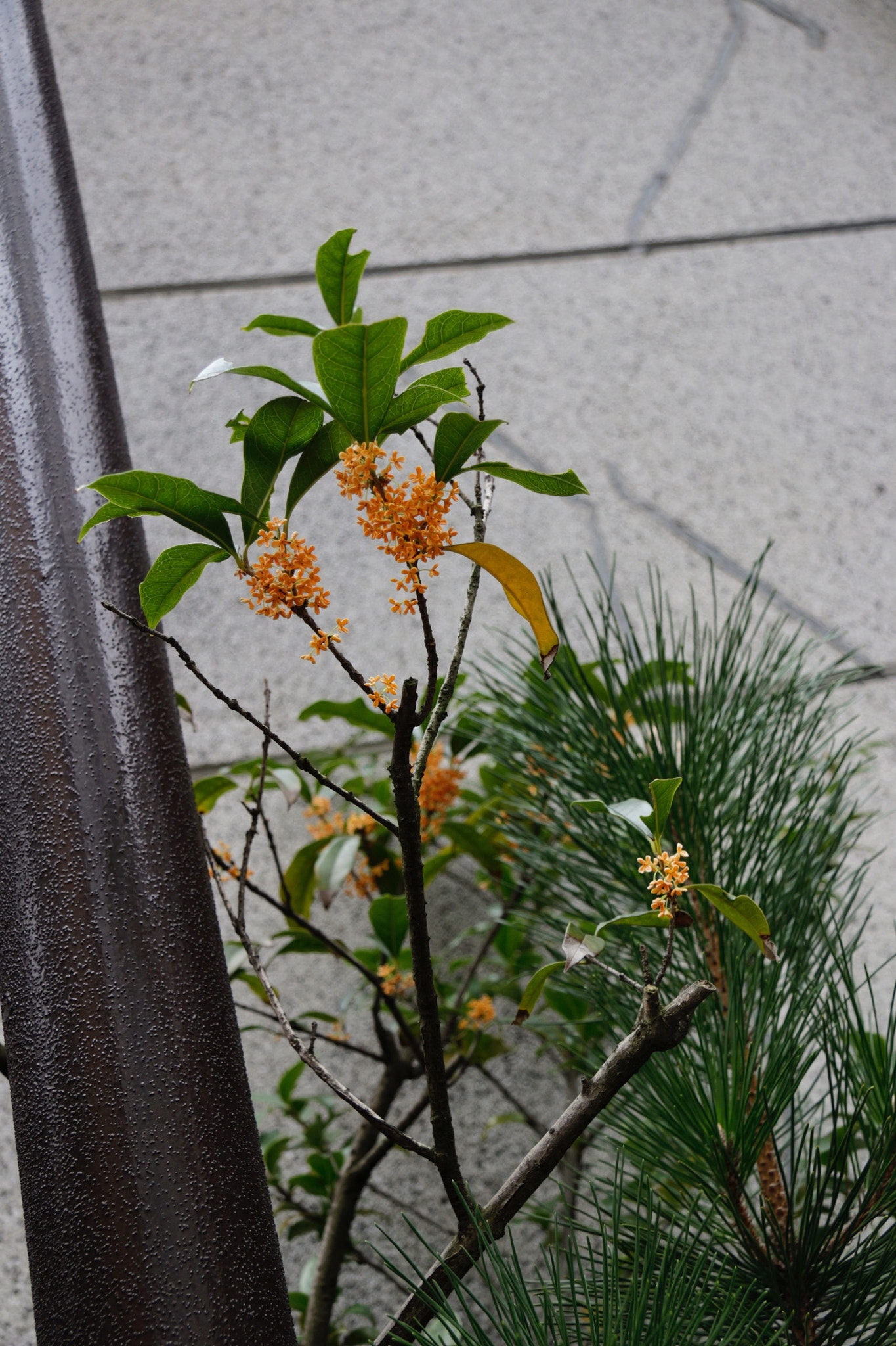 Canon EOS 100D (EOS Rebel SL1 / EOS Kiss X7) sample photo