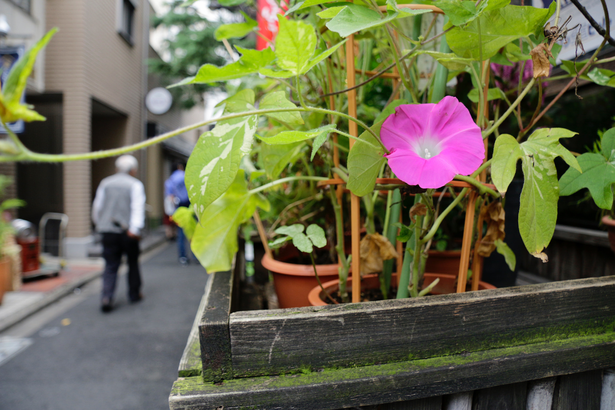 Canon EOS 100D (EOS Rebel SL1 / EOS Kiss X7) sample photo