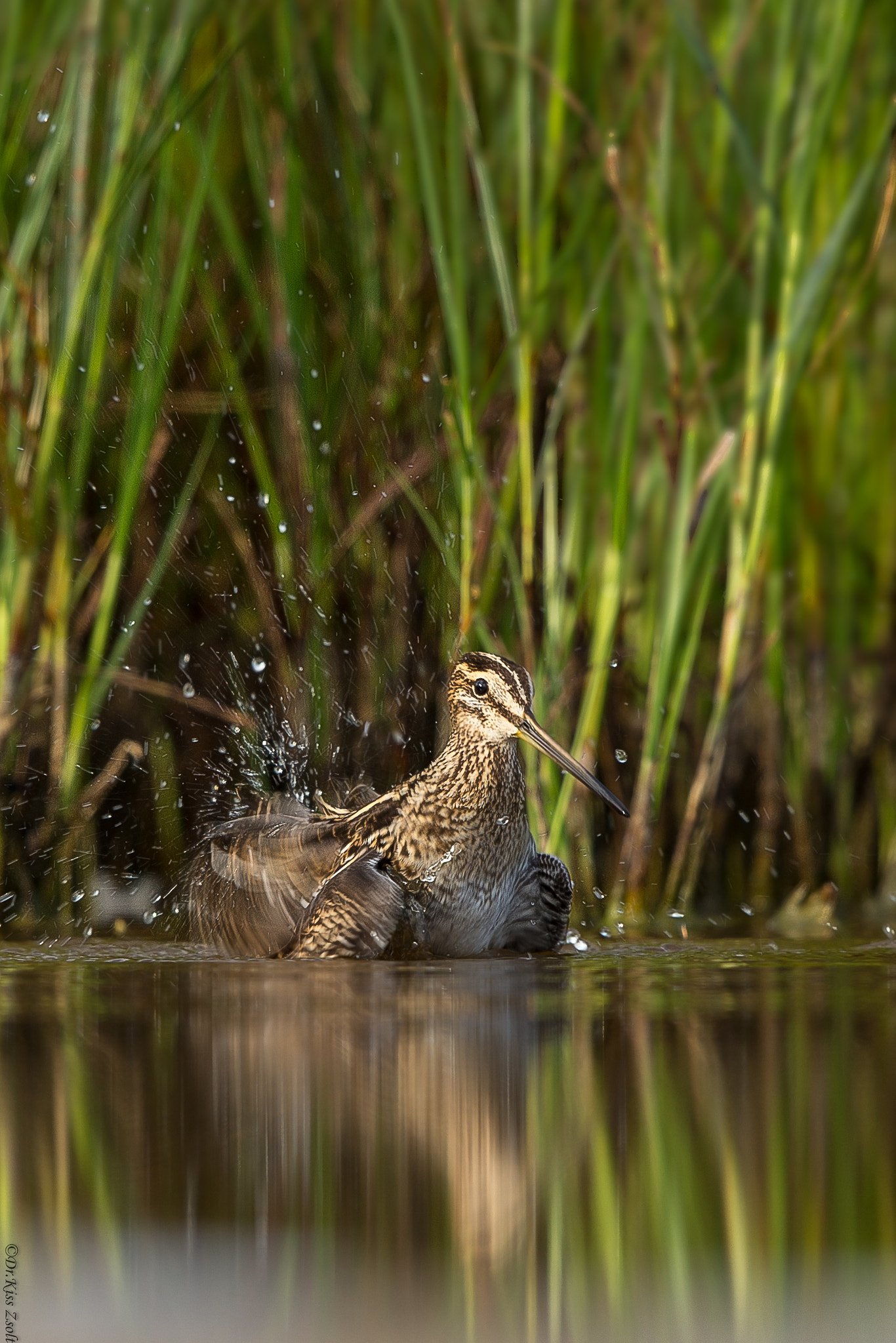 Canon EOS-1D X + Canon EF 500mm F4L IS II USM sample photo. Bathing  snipe photography