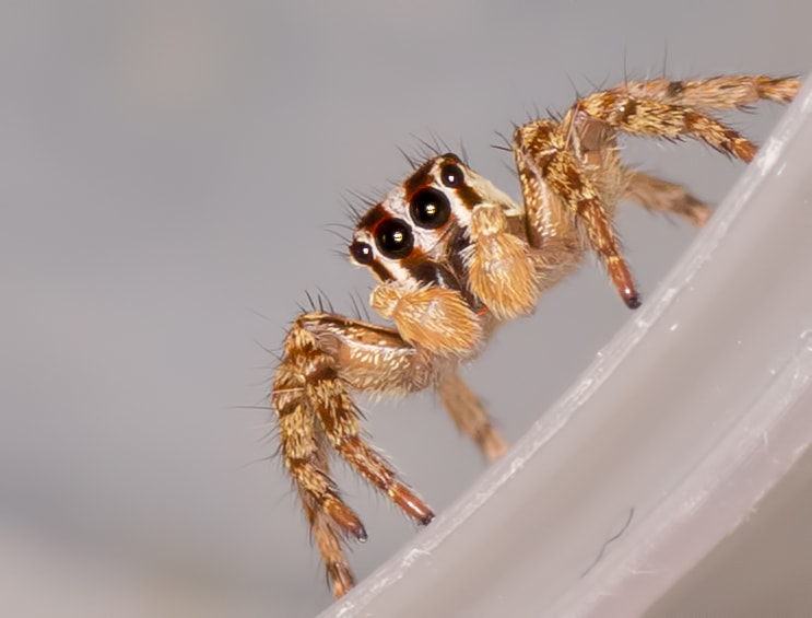 Canon EOS 600D (Rebel EOS T3i / EOS Kiss X5) + Tamron SP AF 90mm F2.8 Di Macro sample photo. Spider photography