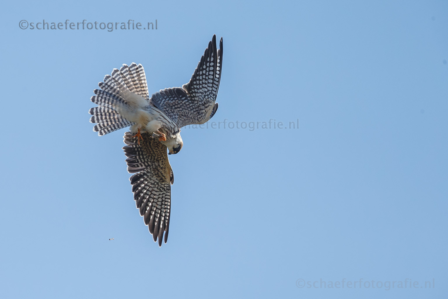 Canon EF 500mm F4L IS USM sample photo. Red-footed falcon photography
