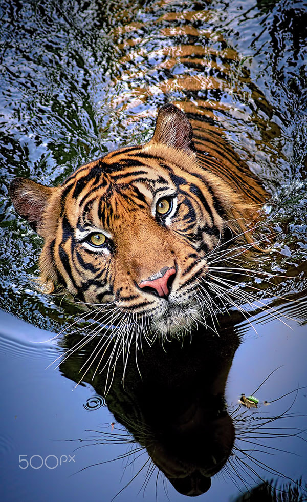 Nikon D90 sample photo. Tiger instinc photography