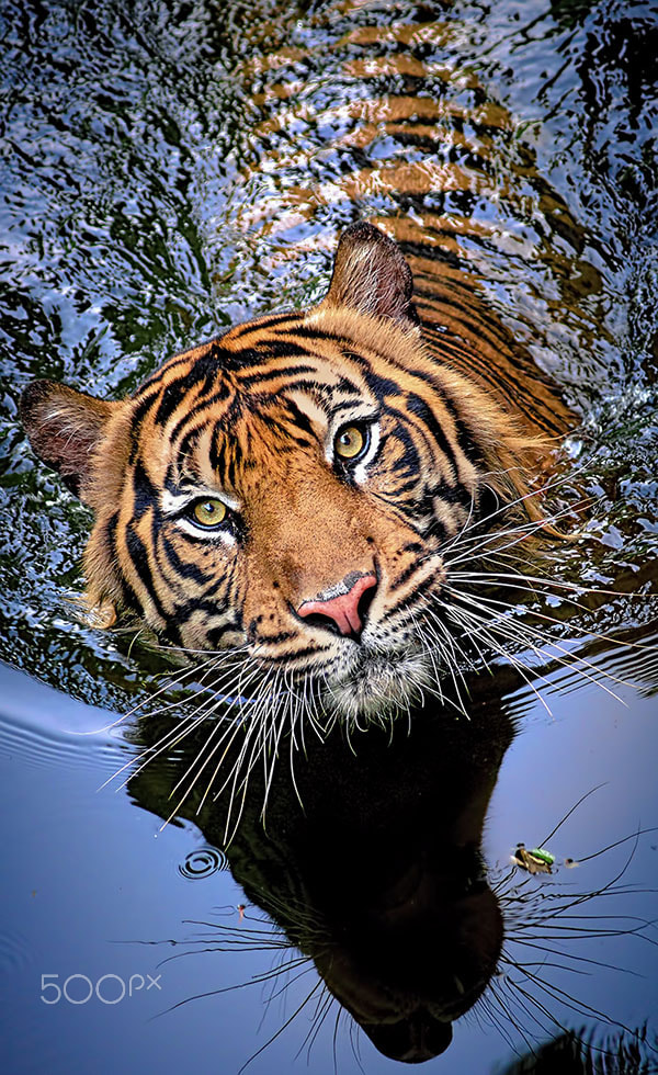 AF Zoom-Nikkor 75-300mm f/4.5-5.6 sample photo. Tiger instinc photography