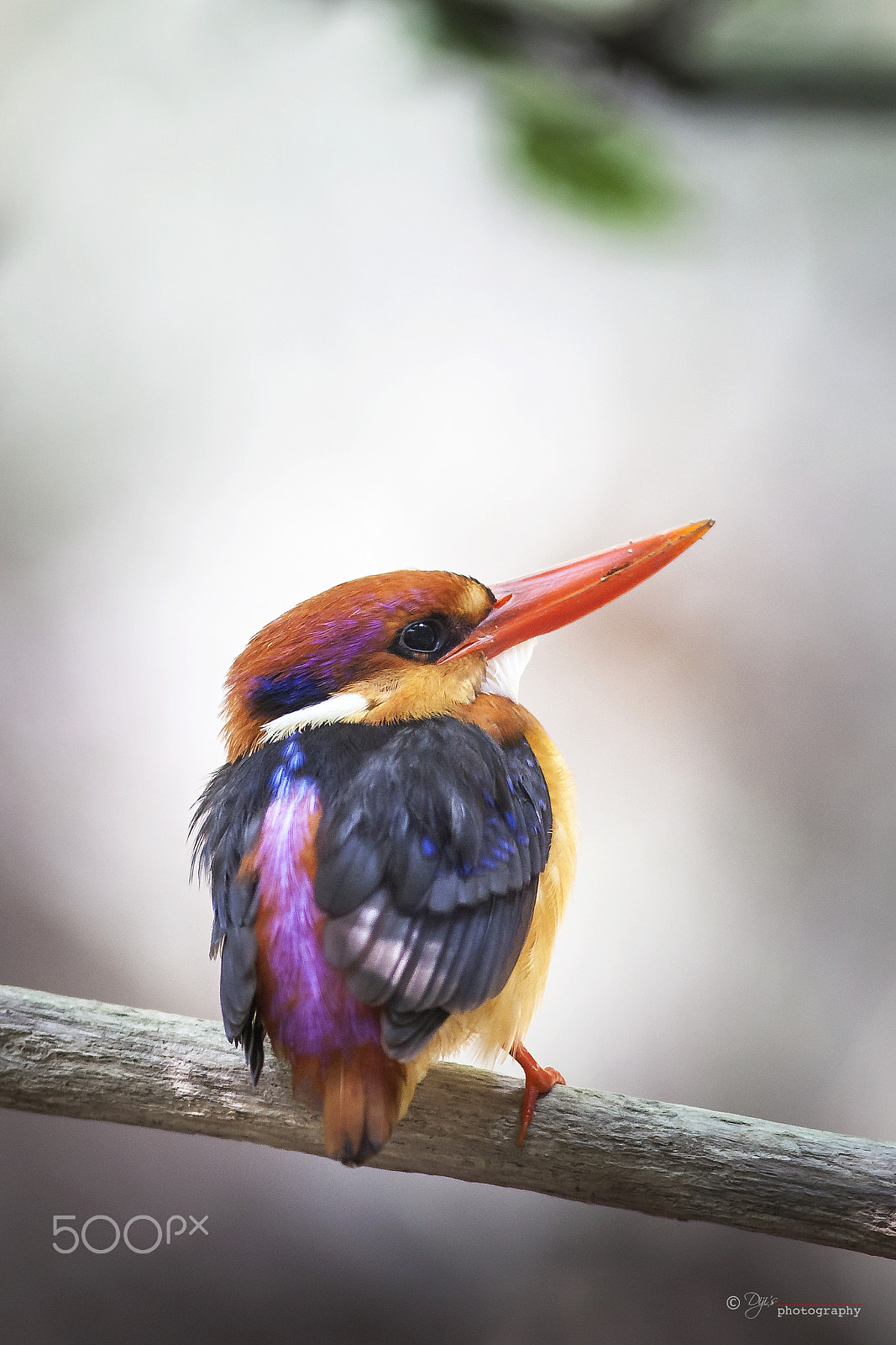Canon EF 300mm F4L IS USM sample photo. Oriental dwarf kingfisher photography