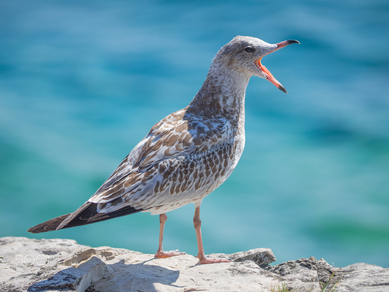 Olympus OM-D E-M1 sample photo. Shouting seagull photography