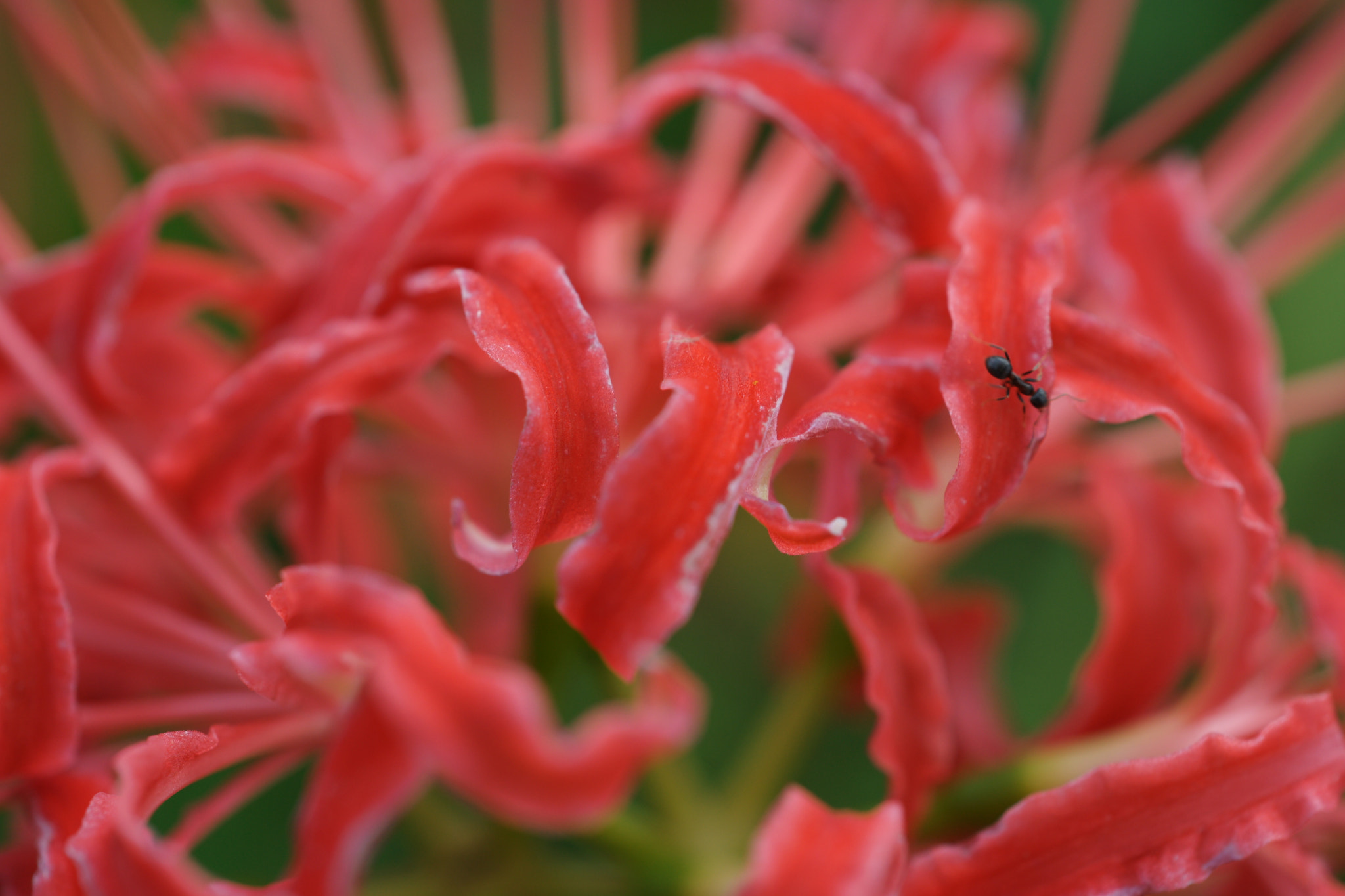Sony 50mm F2.8 Macro sample photo. Red spider lily and an ant photography