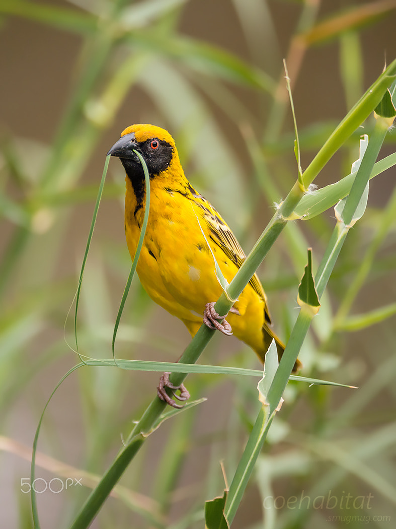 Nikon D800 sample photo. Masked weaver nest building photography