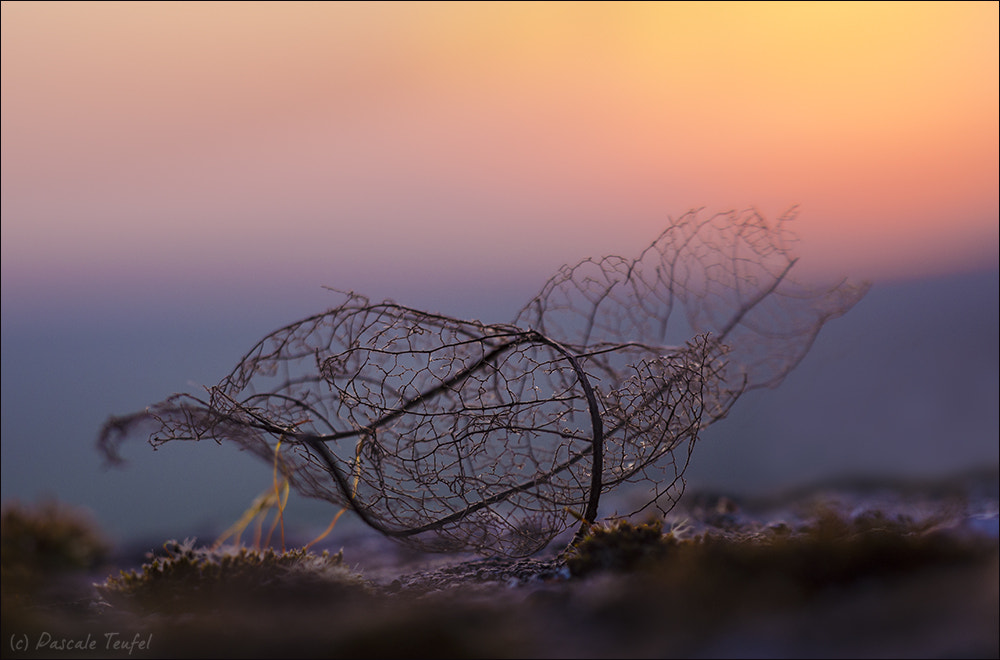 Sigma 150mm F2.8 EX DG Macro HSM sample photo. Coming to an end ... photography