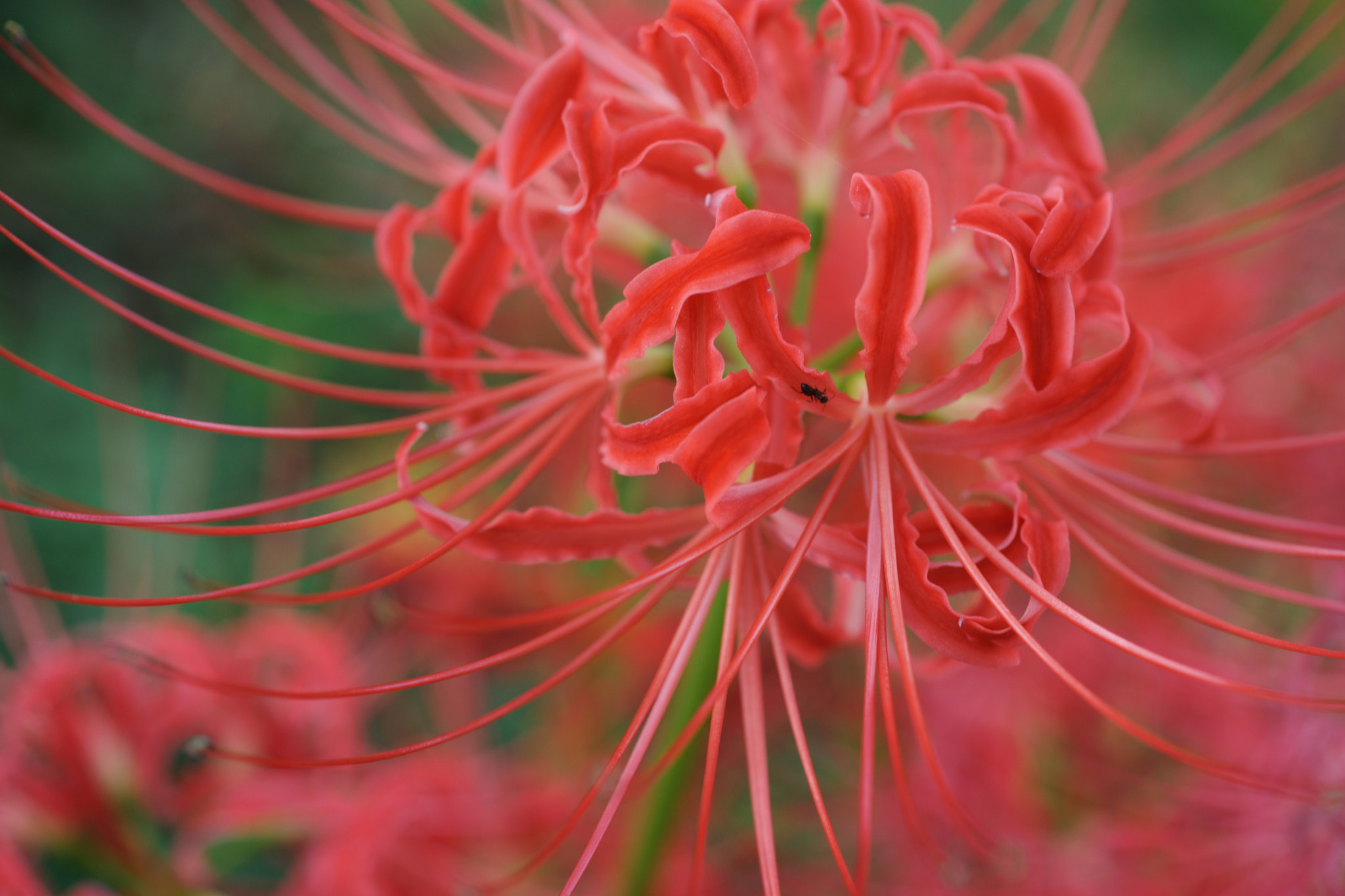 Sony 50mm F2.8 Macro sample photo. Red spider lily photography