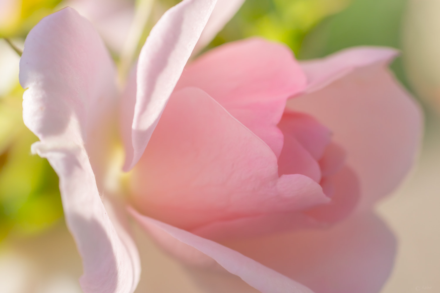 Tamron AF 55-200mm F4-5.6 Di II LD Macro sample photo. Rose photography