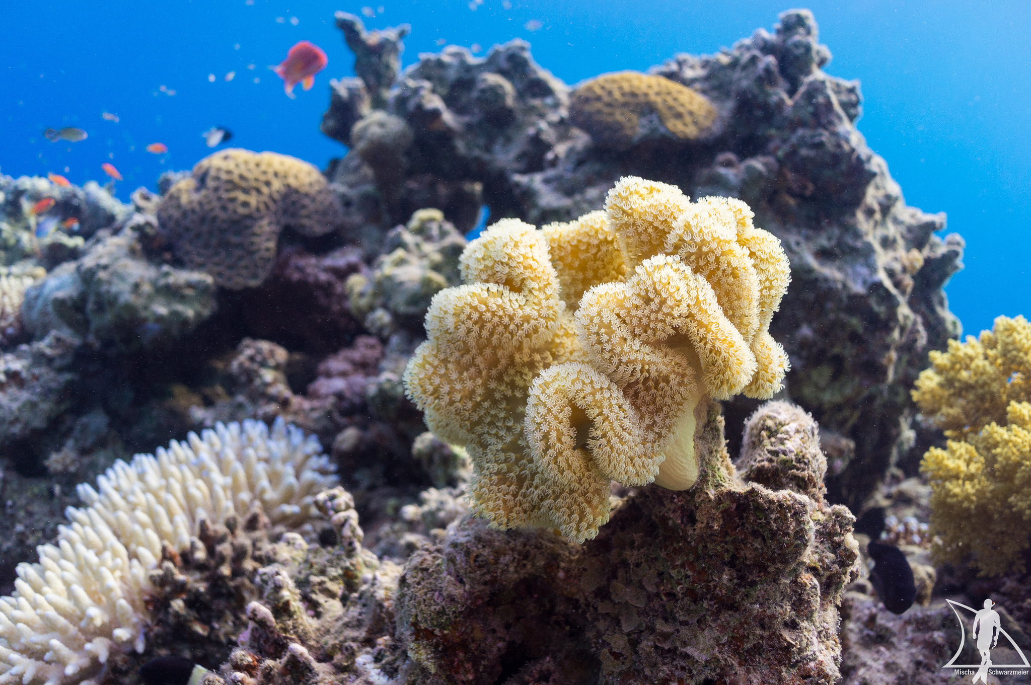 Sony Alpha NEX-5N + Sony Sonnar T* E 24mm F1.8 ZA sample photo. Soft coral in moray garden photography