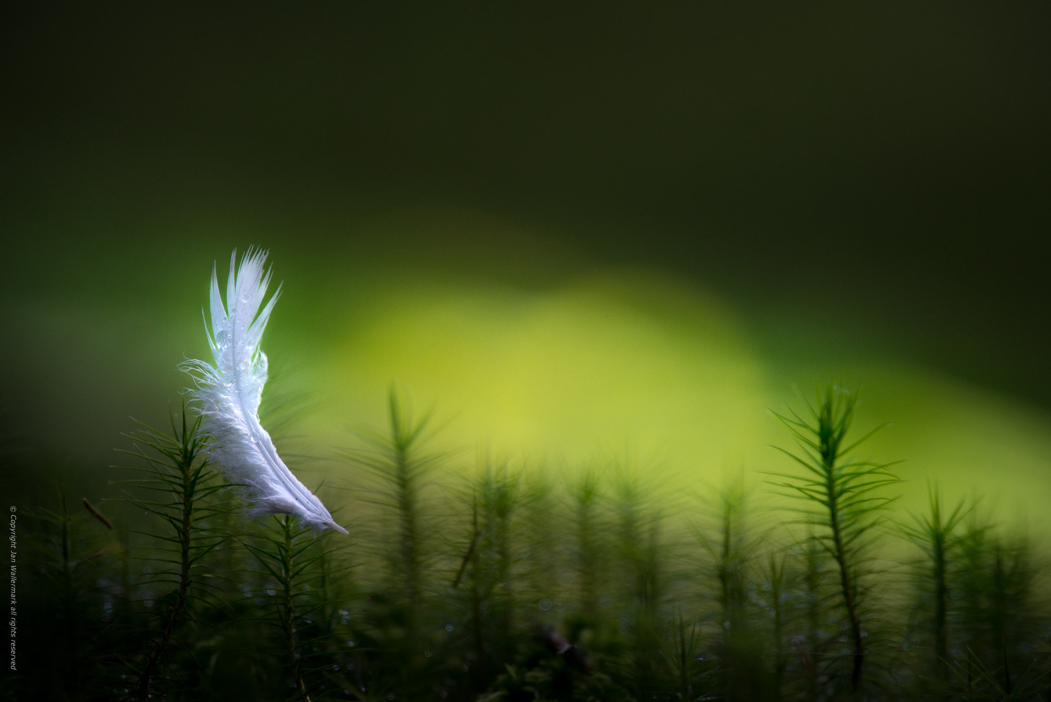 Nikon AF-S Nikkor 400mm F2.8E FL ED VR sample photo. Exploring the forest lll photography