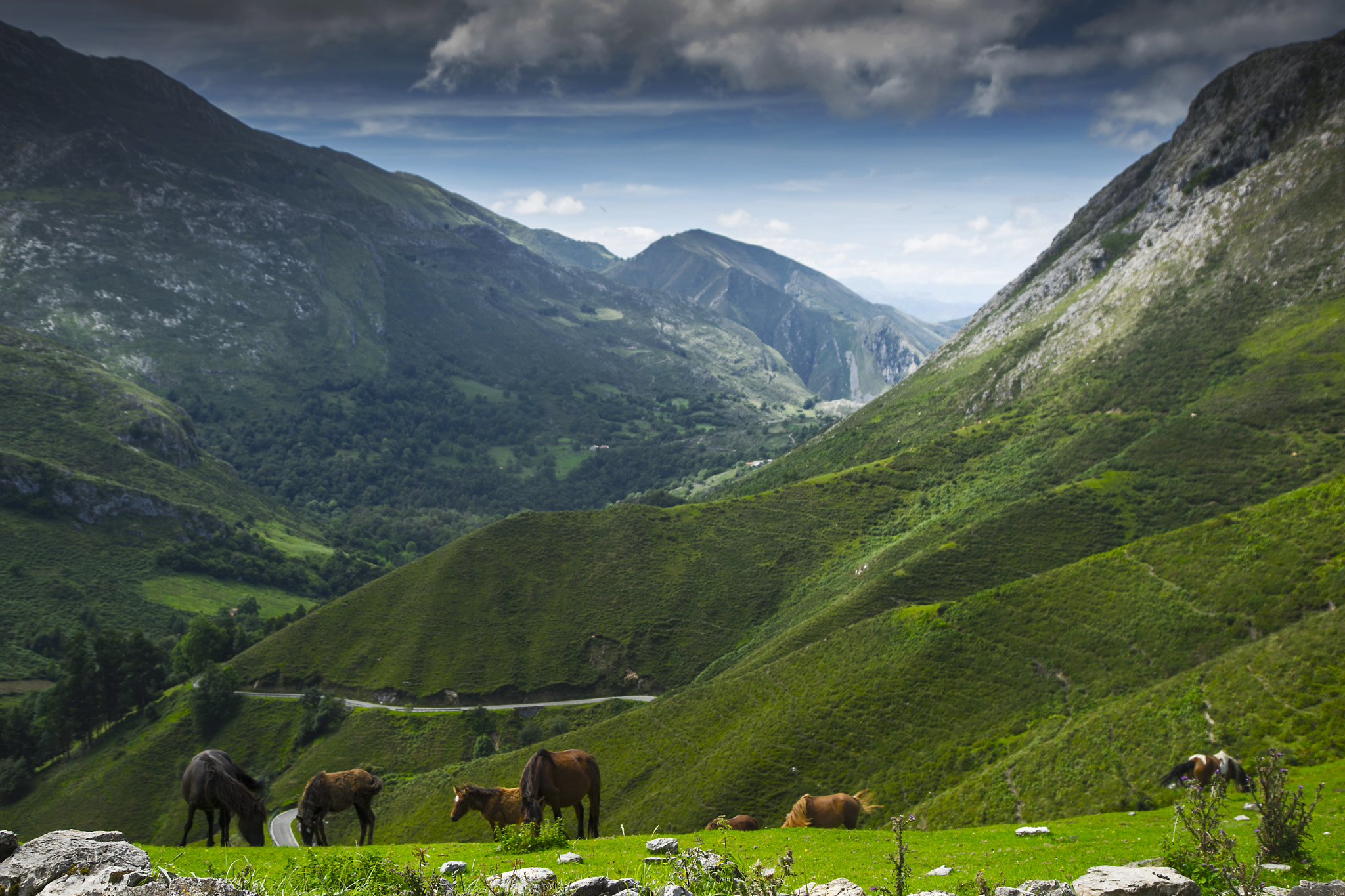 Sony a7 + Canon EF 24-105mm F4L IS USM sample photo. Caballos en el monte photography