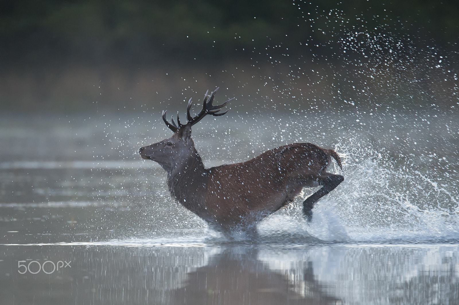 Nikon D3 + Nikon AF-S Nikkor 600mm F4G ED VR sample photo. Water deer photography