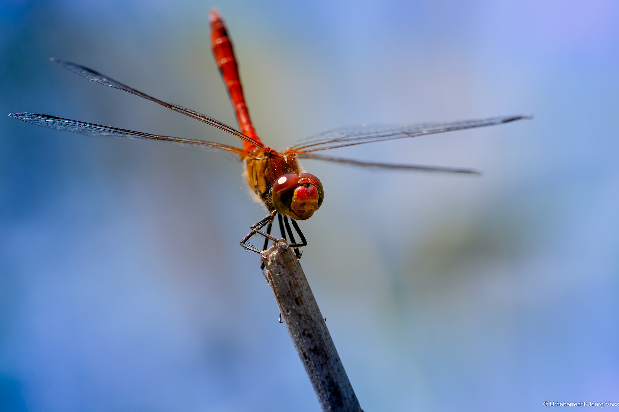 Canon EF 100mm F2.8L Macro IS USM sample photo. Dragonfly photography