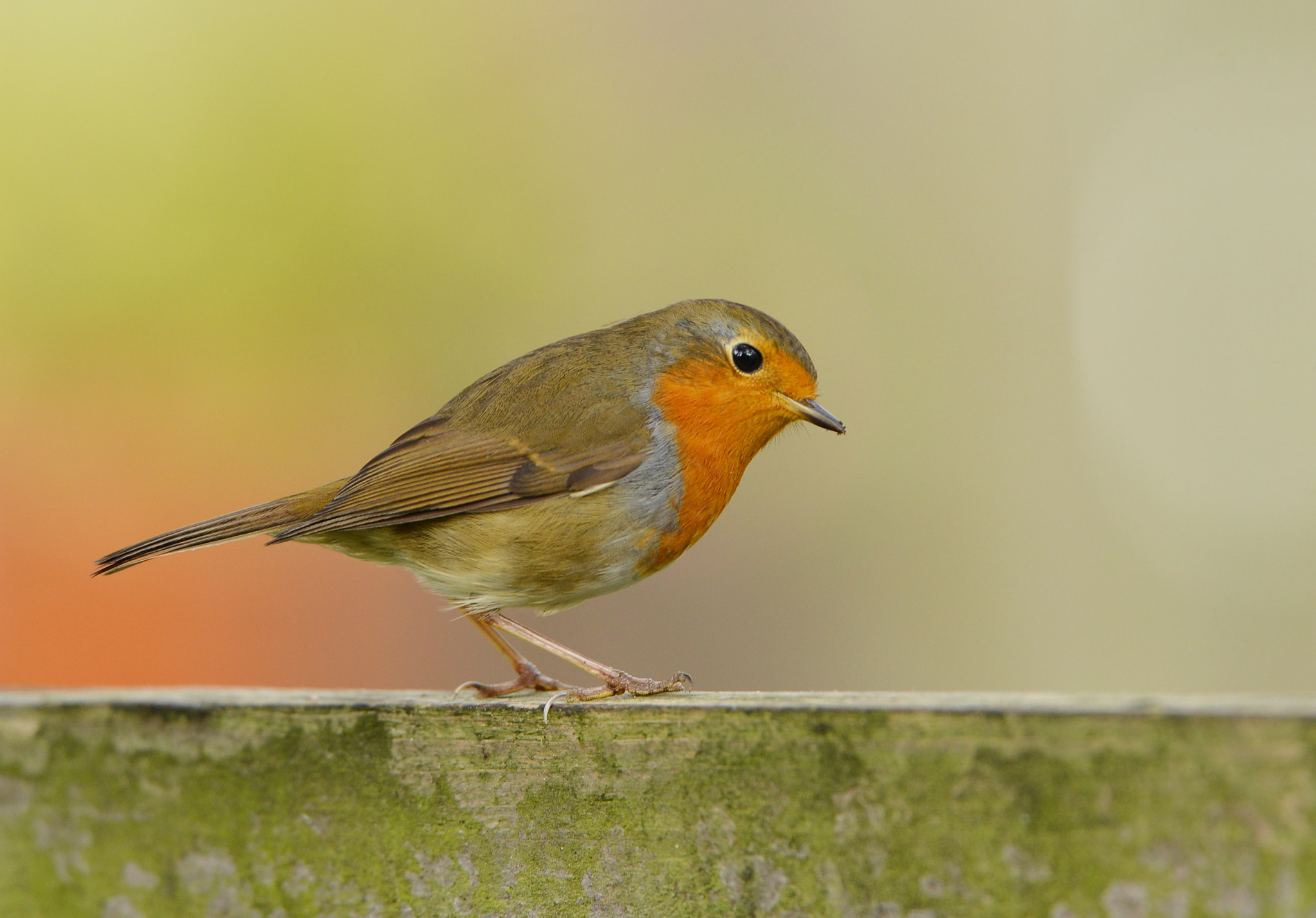Nikon D600 + Nikon AF-S Nikkor 500mm F4G ED VR sample photo. Red robin in the backyard photography