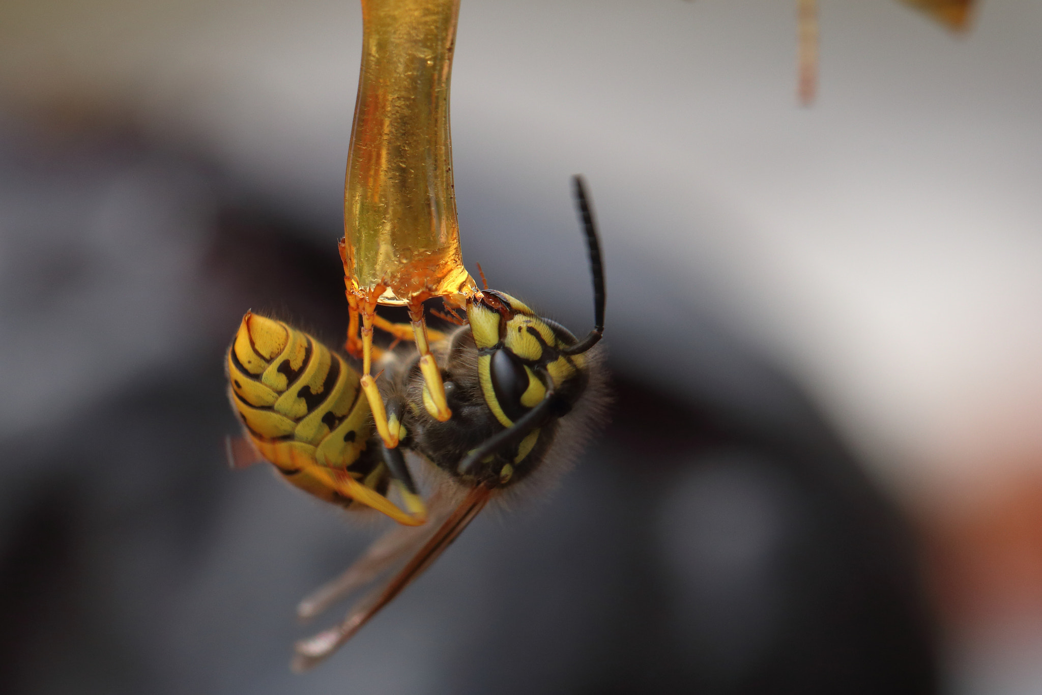 Canon EOS 70D sample photo. Wasp acrobat... photography