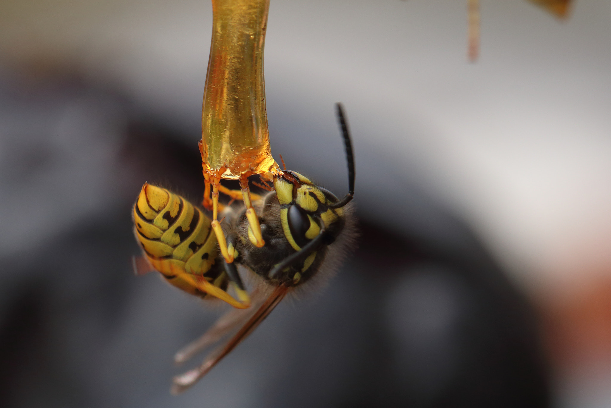 Canon EOS 70D + Canon EF 100mm F2.8L Macro IS USM sample photo. Wasp acrobat... photography