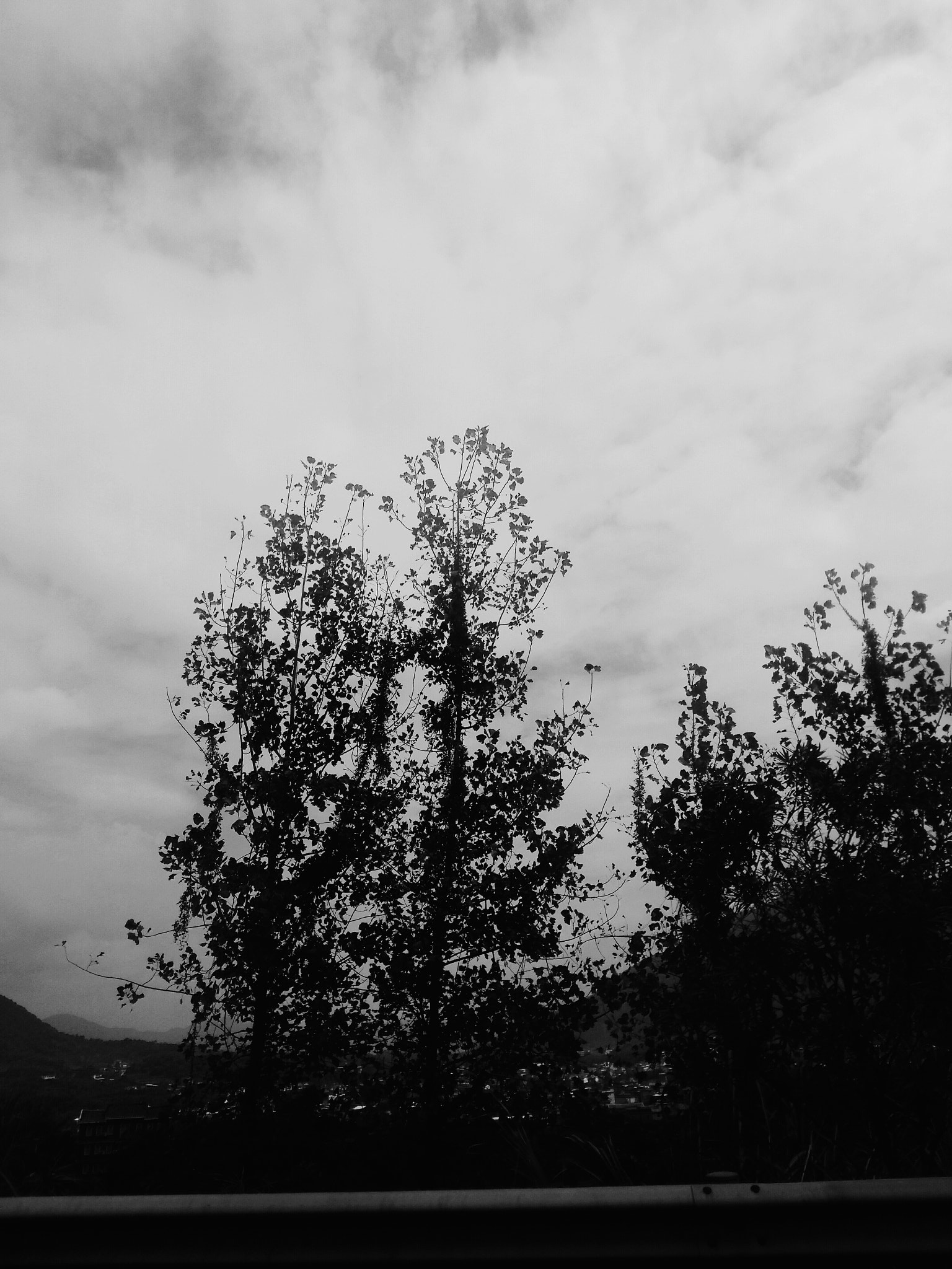 Meizu MX4 Pro sample photo. 树 photography