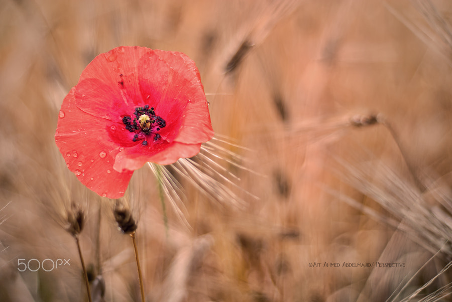 Nikon D200 + AF Nikkor 50mm f/1.8 N sample photo. Poppy....!! photography