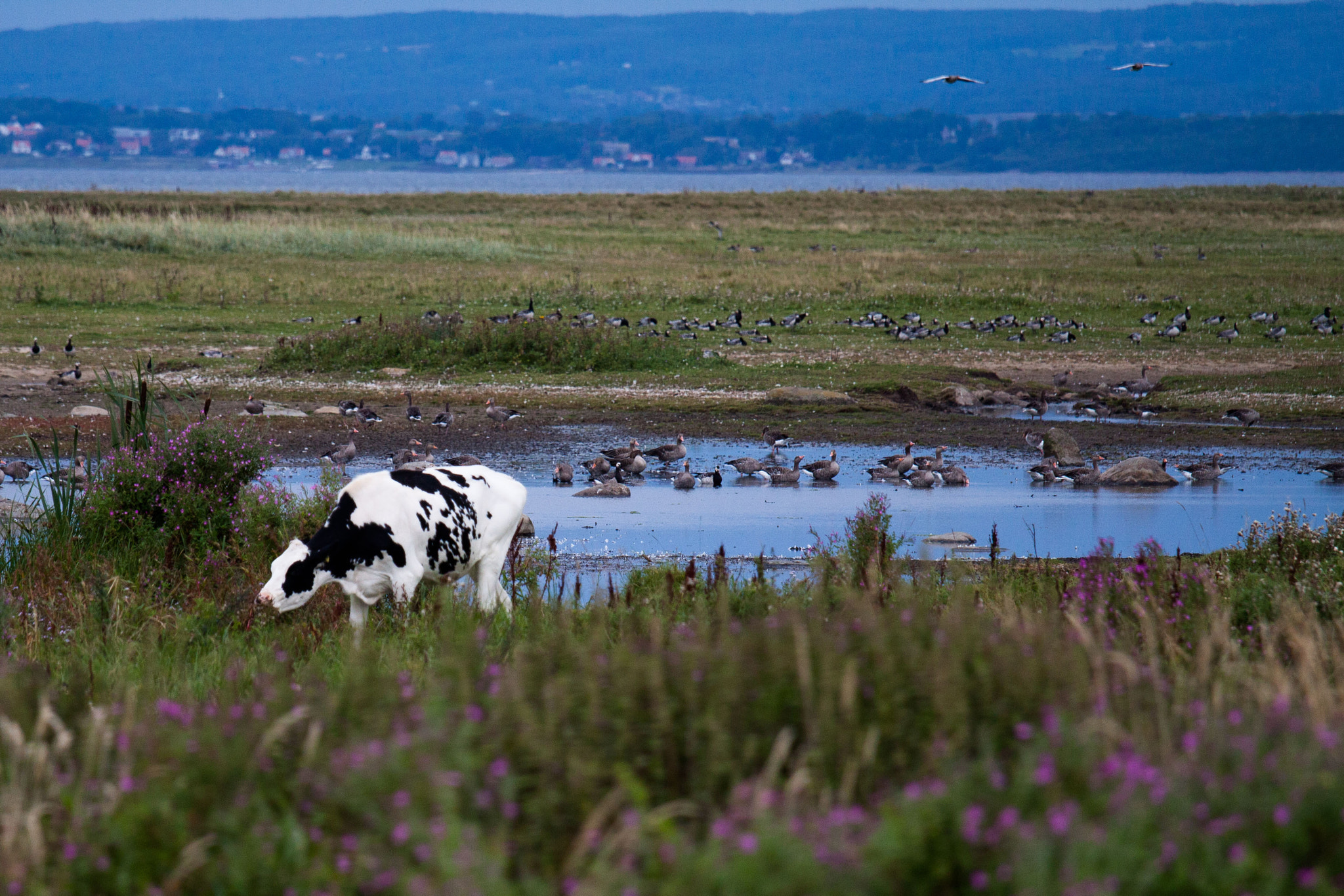 Canon EOS 50D + Canon EF 70-200mm F4L IS USM sample photo. Happy cow photography