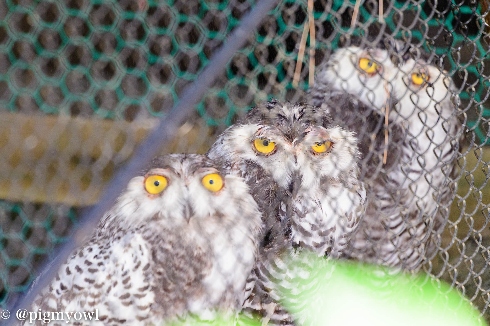 Sigma 50-500mm F4.5-6.3 DG OS HSM sample photo. (ಠ ಠ)(ಠ ತ)(ತ ತ) photography