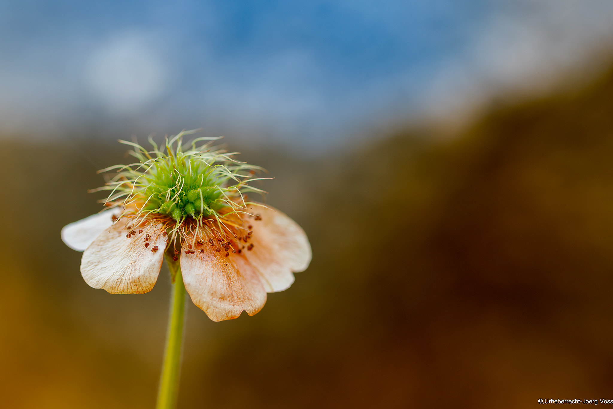 Canon EF 100mm F2.8L Macro IS USM sample photo. Revealing its beauty photography
