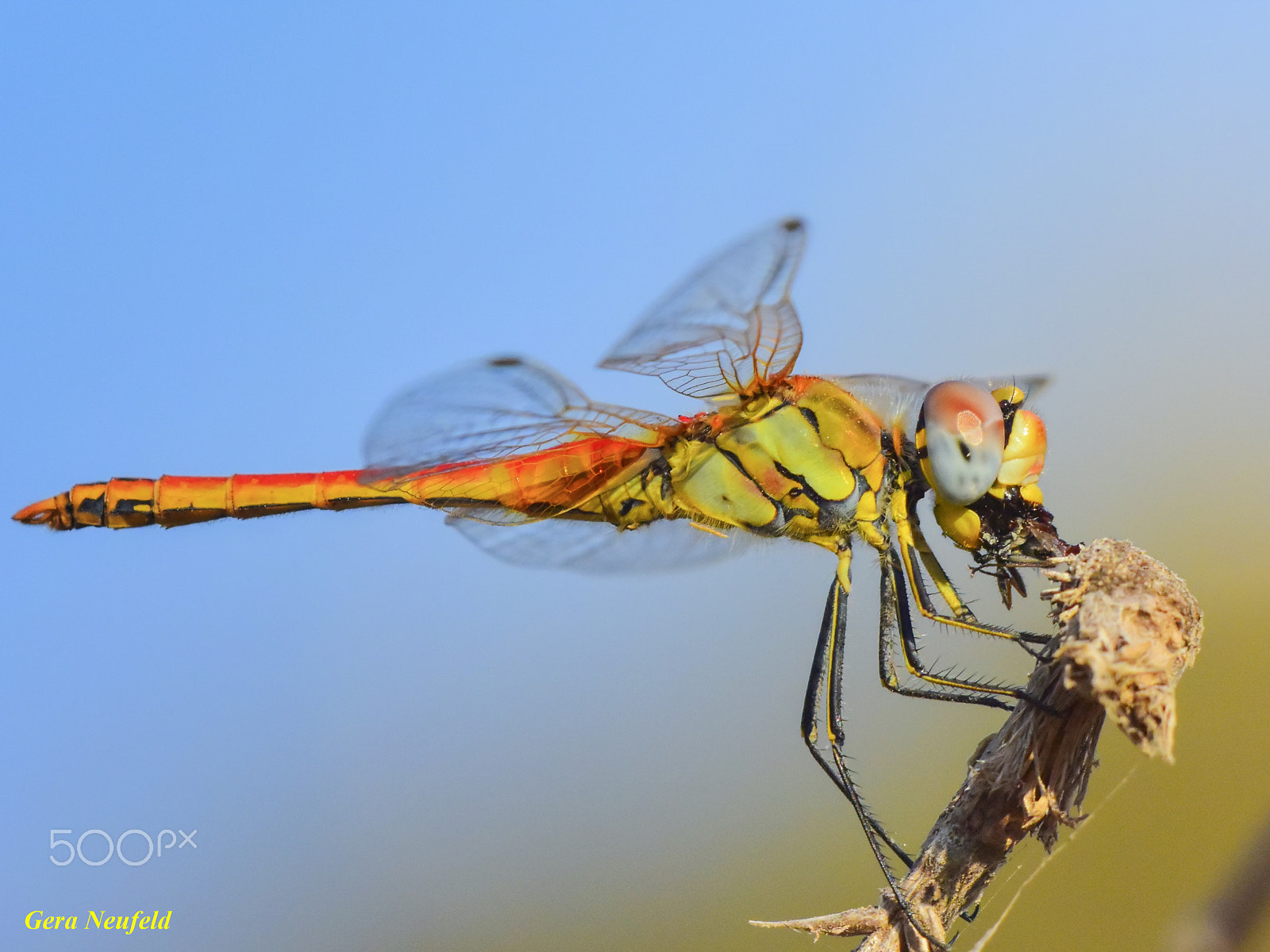 150mm f/2.8G sample photo. Dragonfly eating a small fly photography