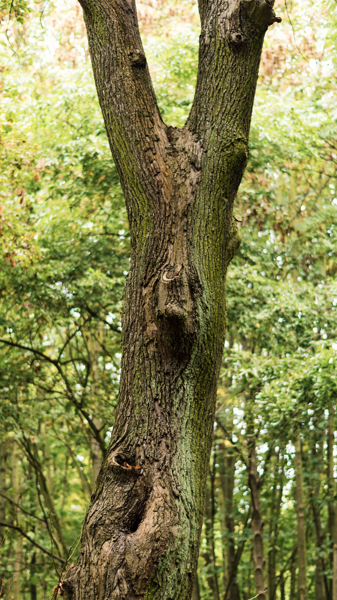 Pentax K-S1 + Pentax smc DA 50mm F1.8 sample photo. Tree face :o photography