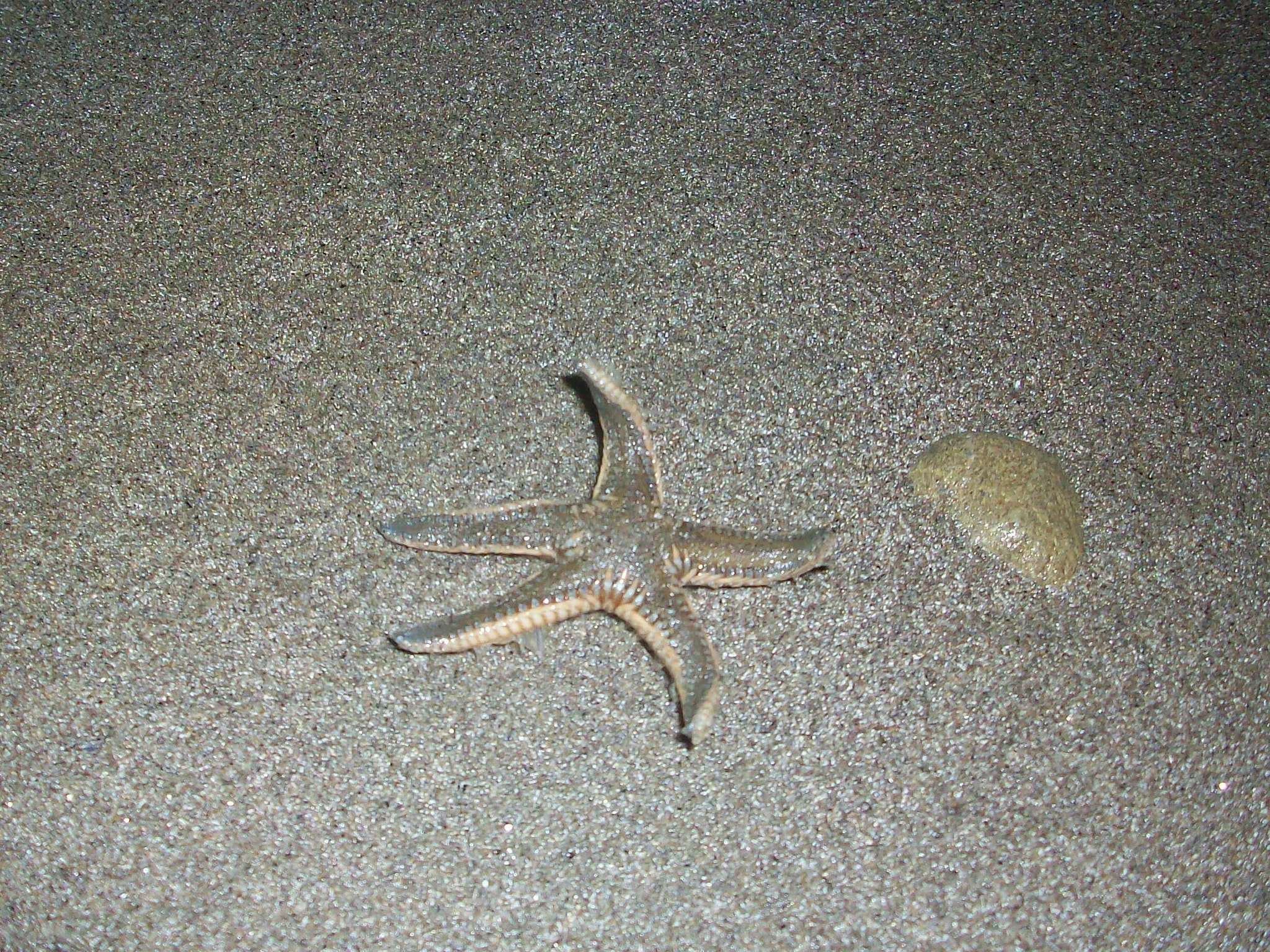 Kodak EASYSHARE M763 DIGITAL CAMERA sample photo. Seastar on the way photography