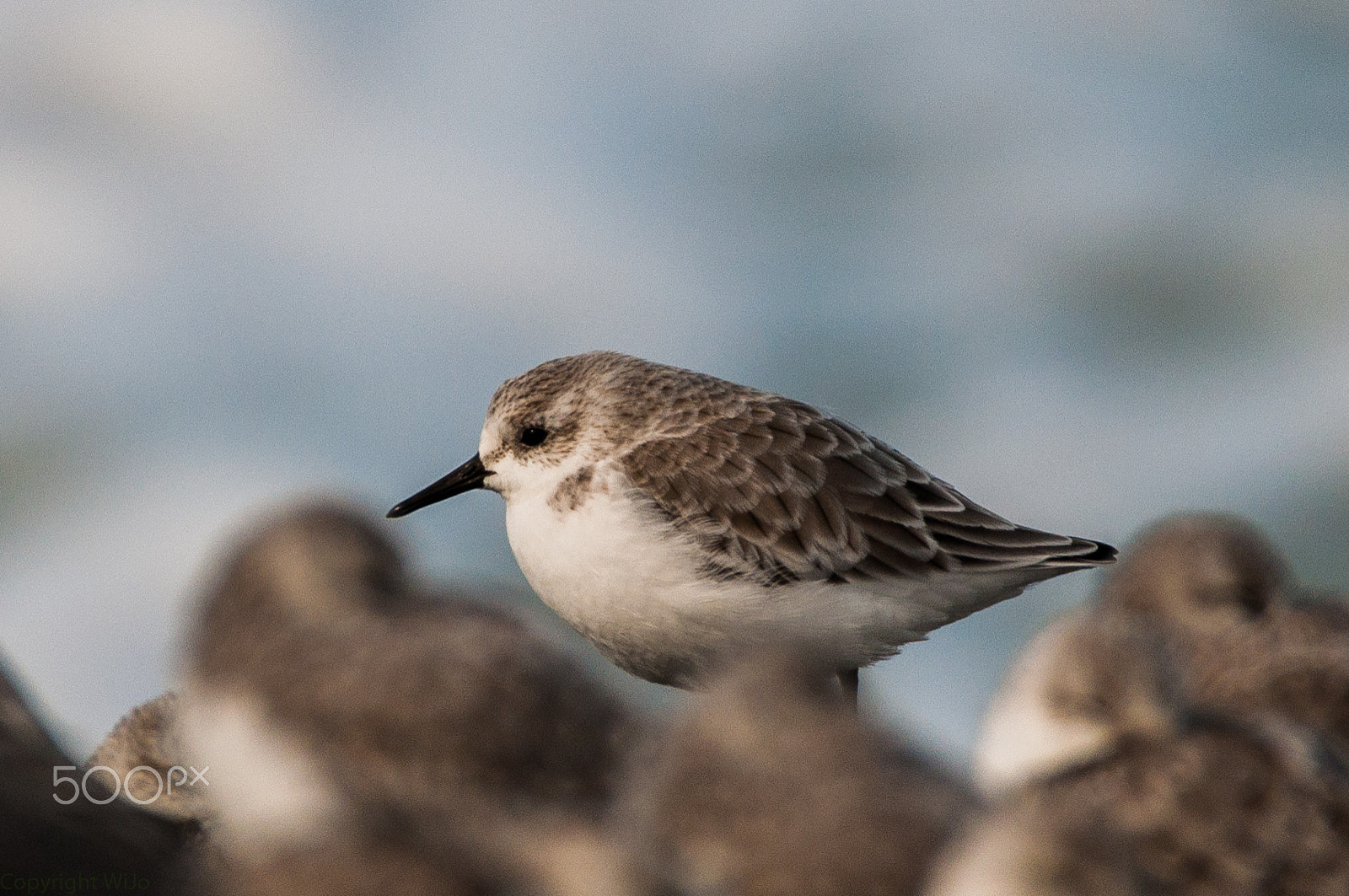 Sigma 150-600mm F5-6.3 DG OS HSM | C sample photo. Sanderling / drieteenstrandloper photography