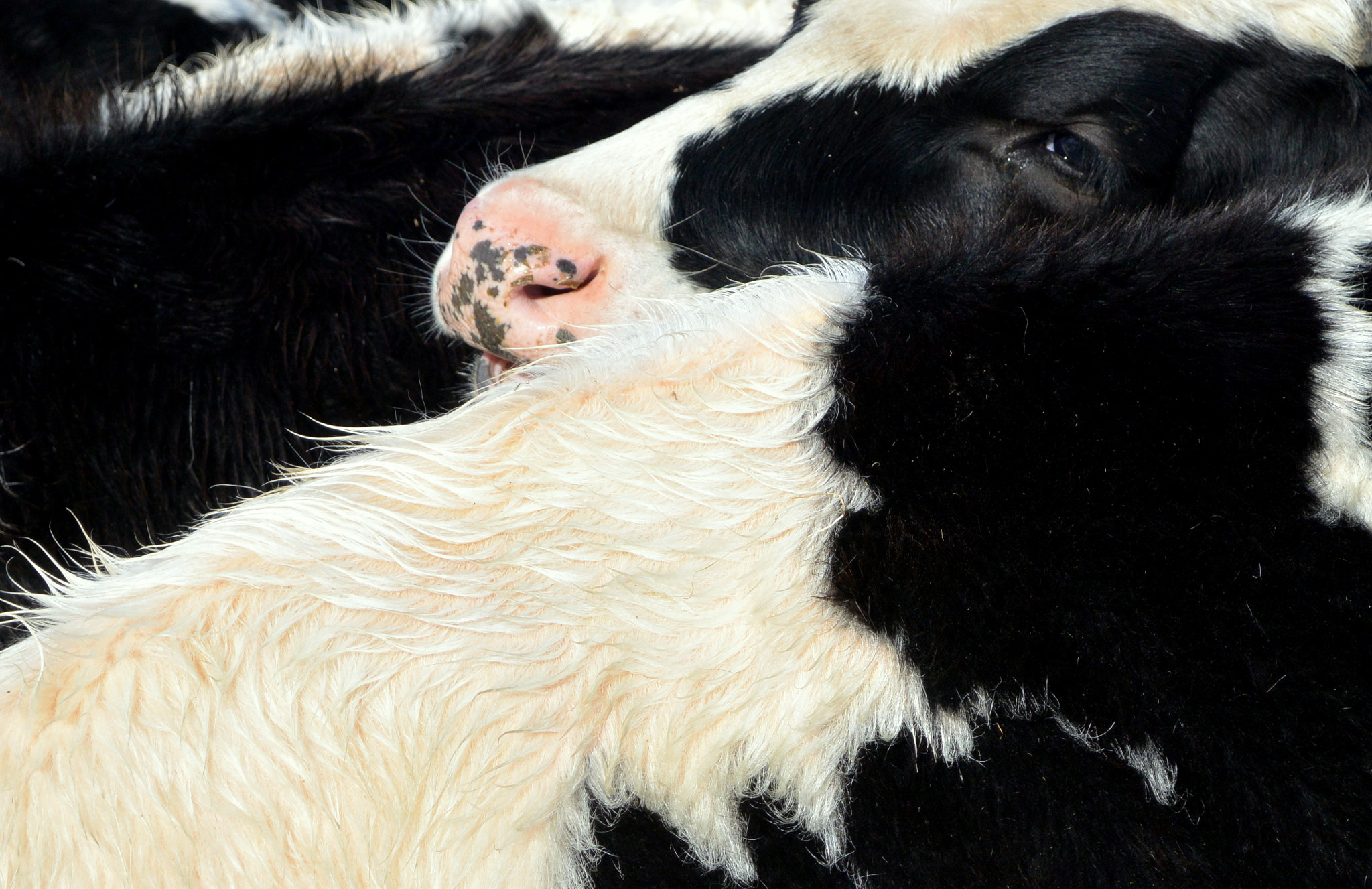 Nikon 1 J3 sample photo. Cow confusion photography