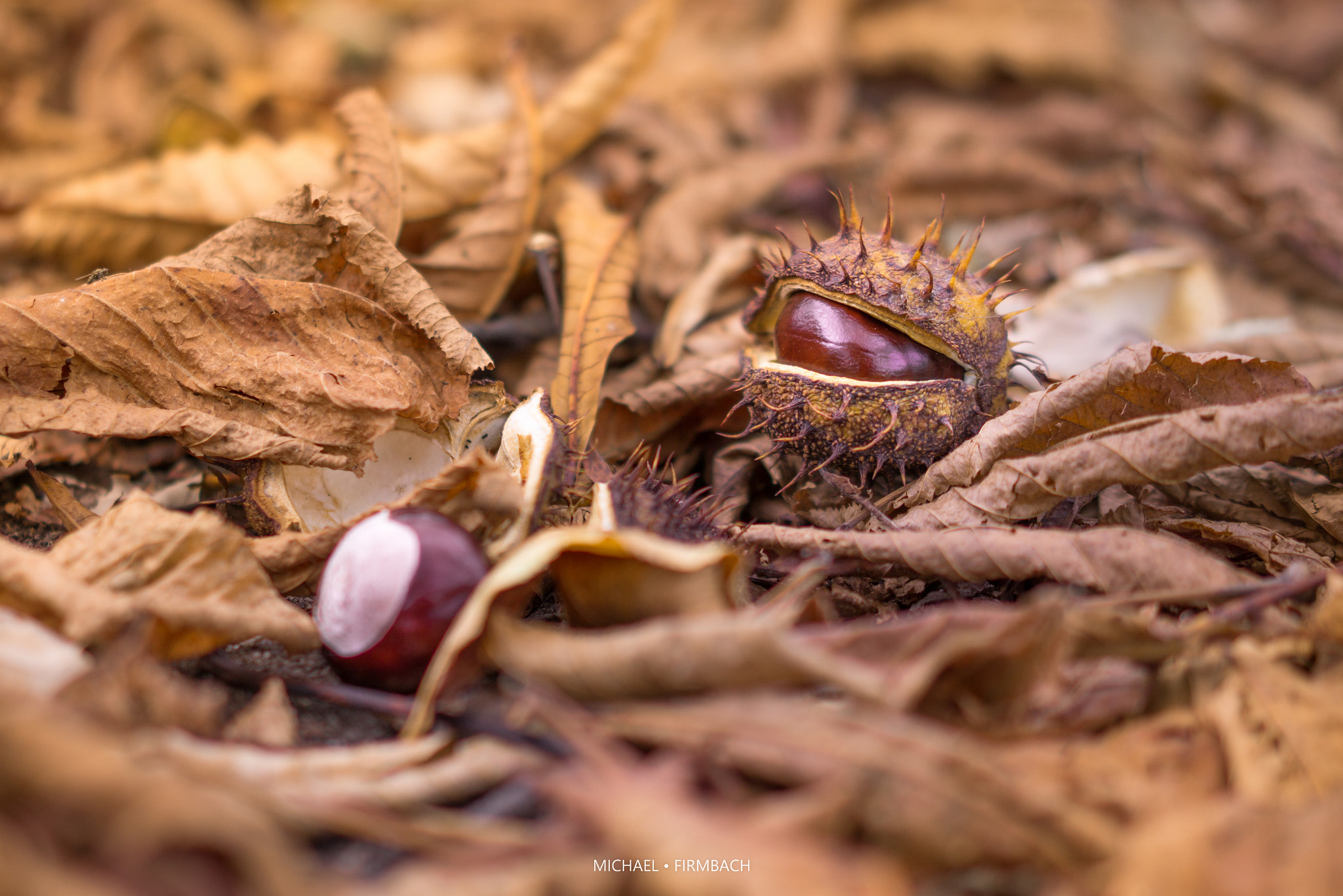 Sony a6000 + Sony Sonnar T* FE 55mm F1.8 ZA sample photo. Herbst photography