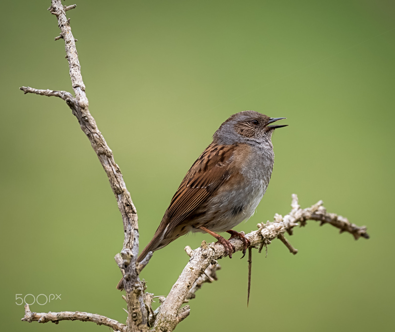 LEICA DG 100-400/F4.0-6.3 sample photo. Dunnock singing photography