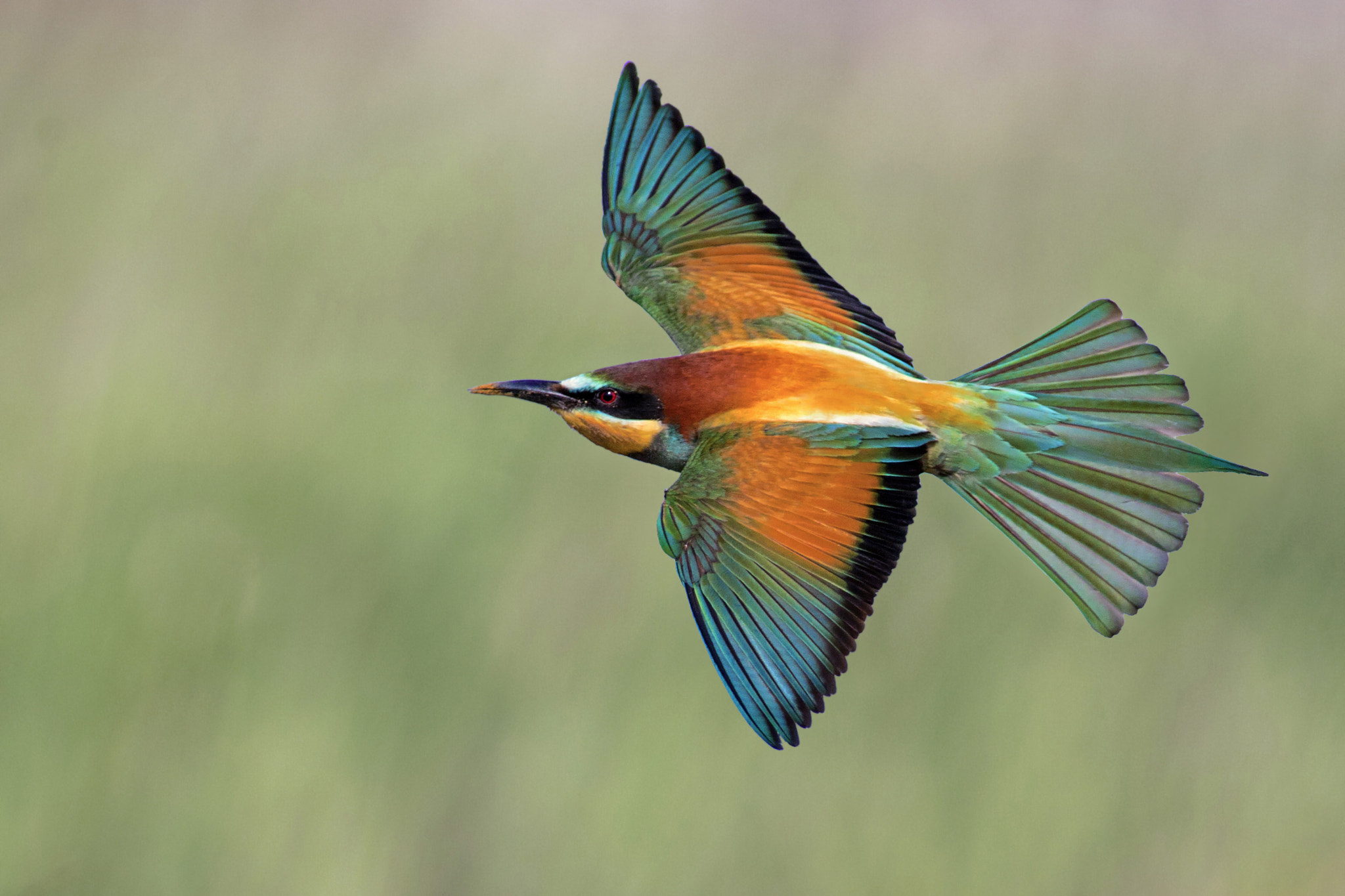 Canon EOS 30D sample photo. Bee eater photography