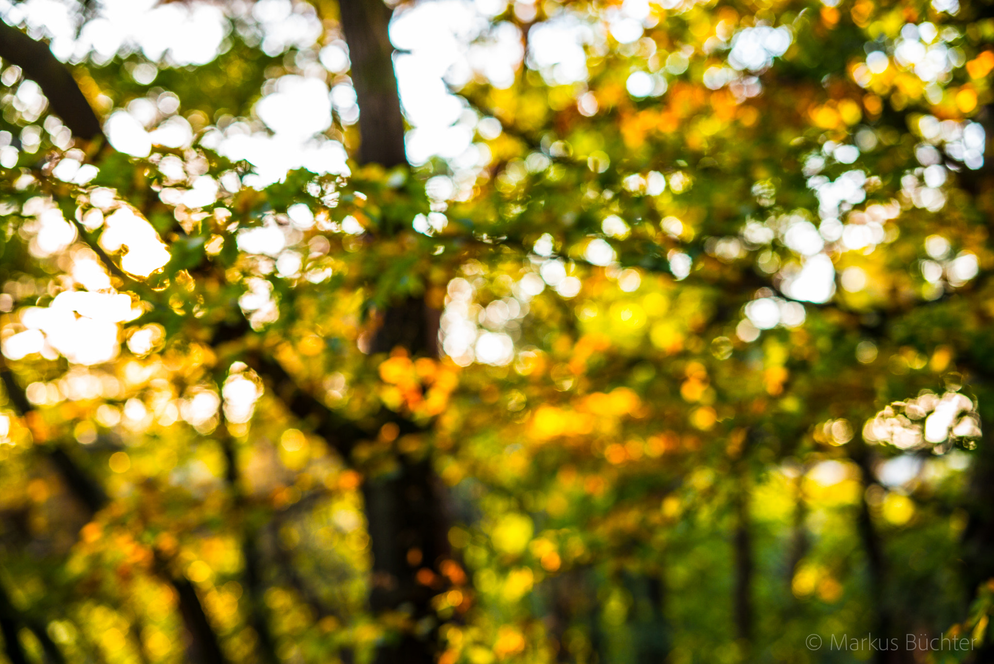 Leica APO-Summicron-M 50mm F2 ASPH sample photo. Autumn photography