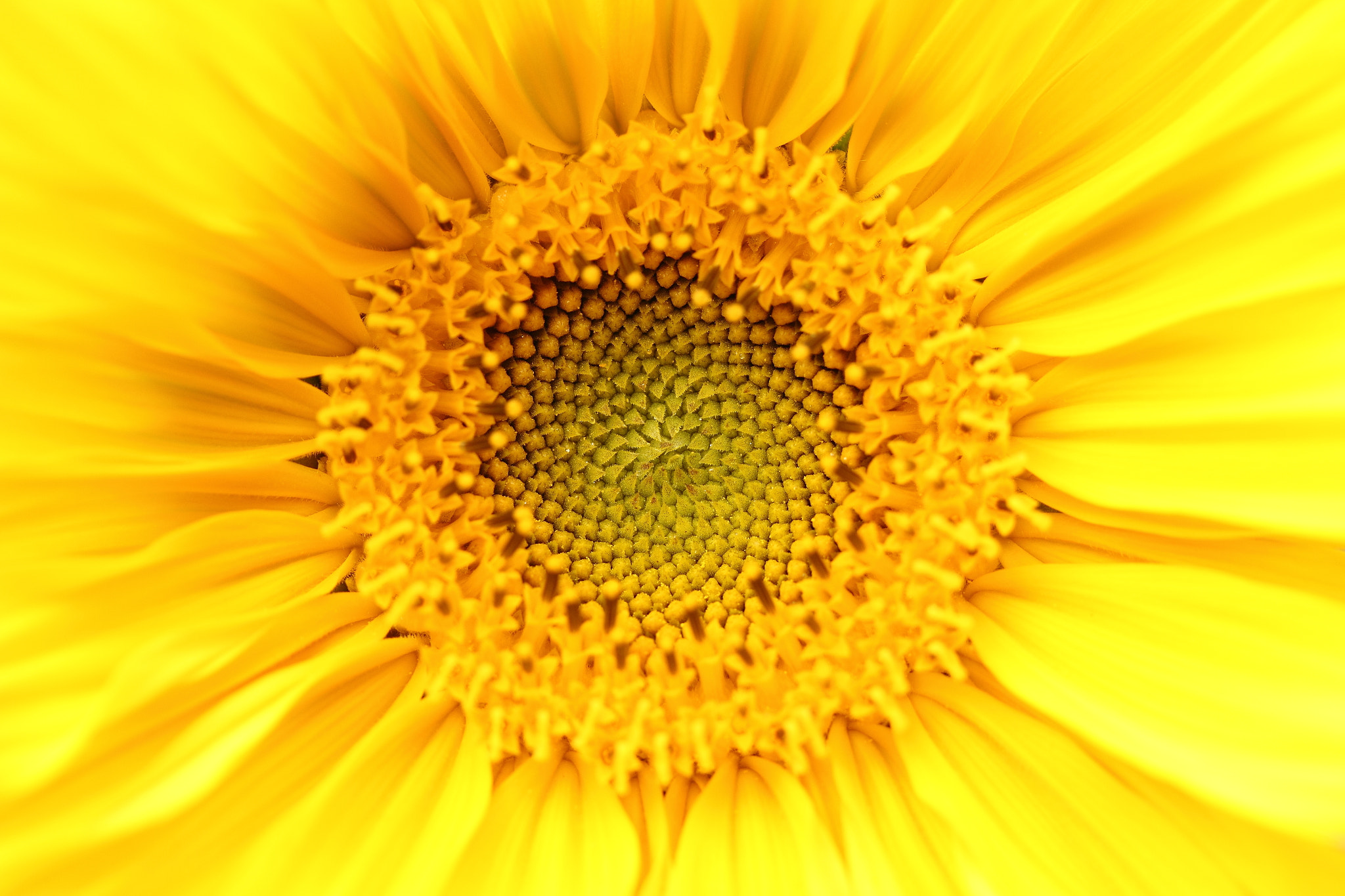 Canon EF-S 60mm F2.8 Macro USM sample photo. Yellow photography