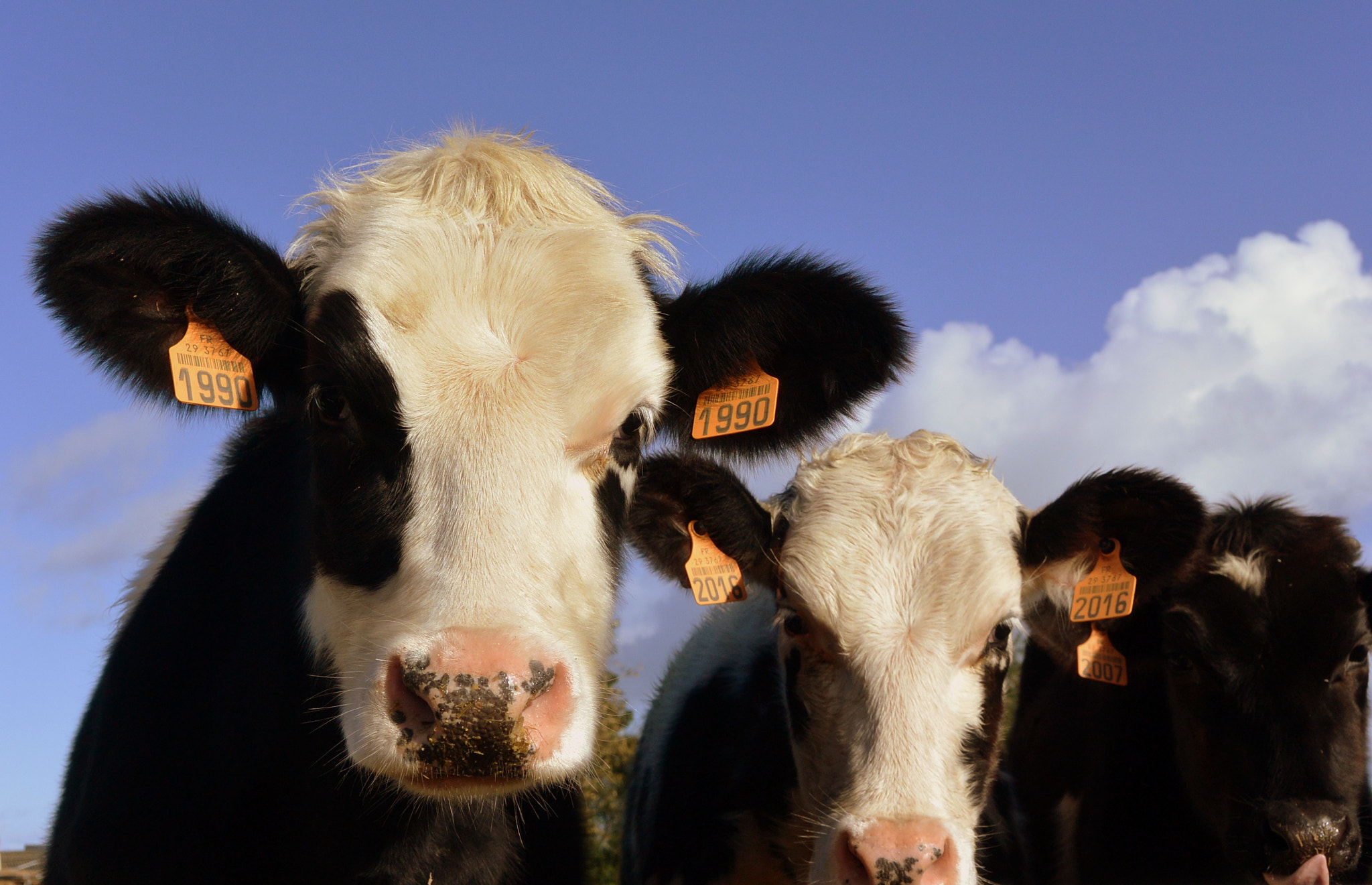 Nikon 1 J3 sample photo. Curious cows photography
